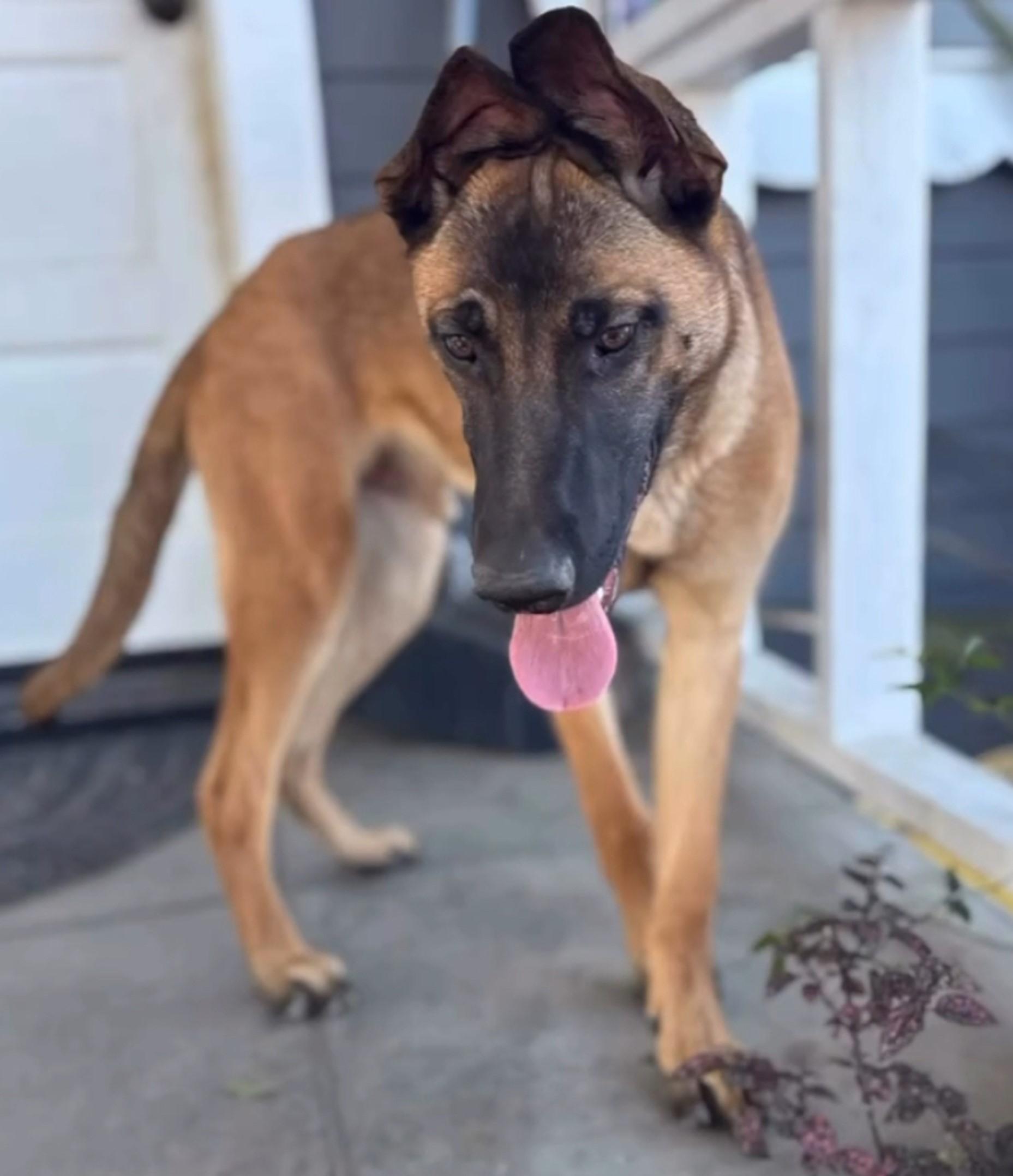 Enlarge Riot, a Adoptable mixed breed in San Diego, CA image 2/2