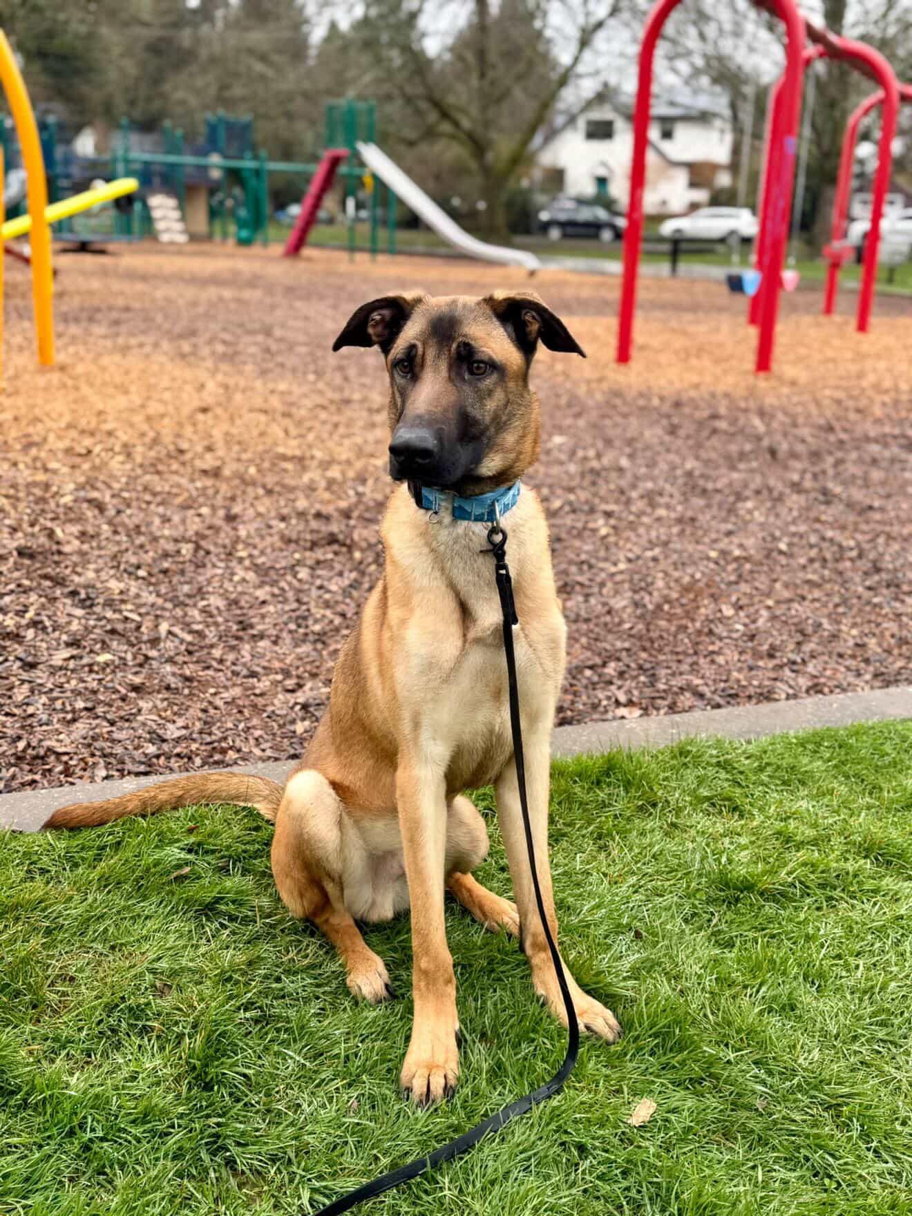 Riot, a Adoptable mixed breed in San Diego, CA image 2/3