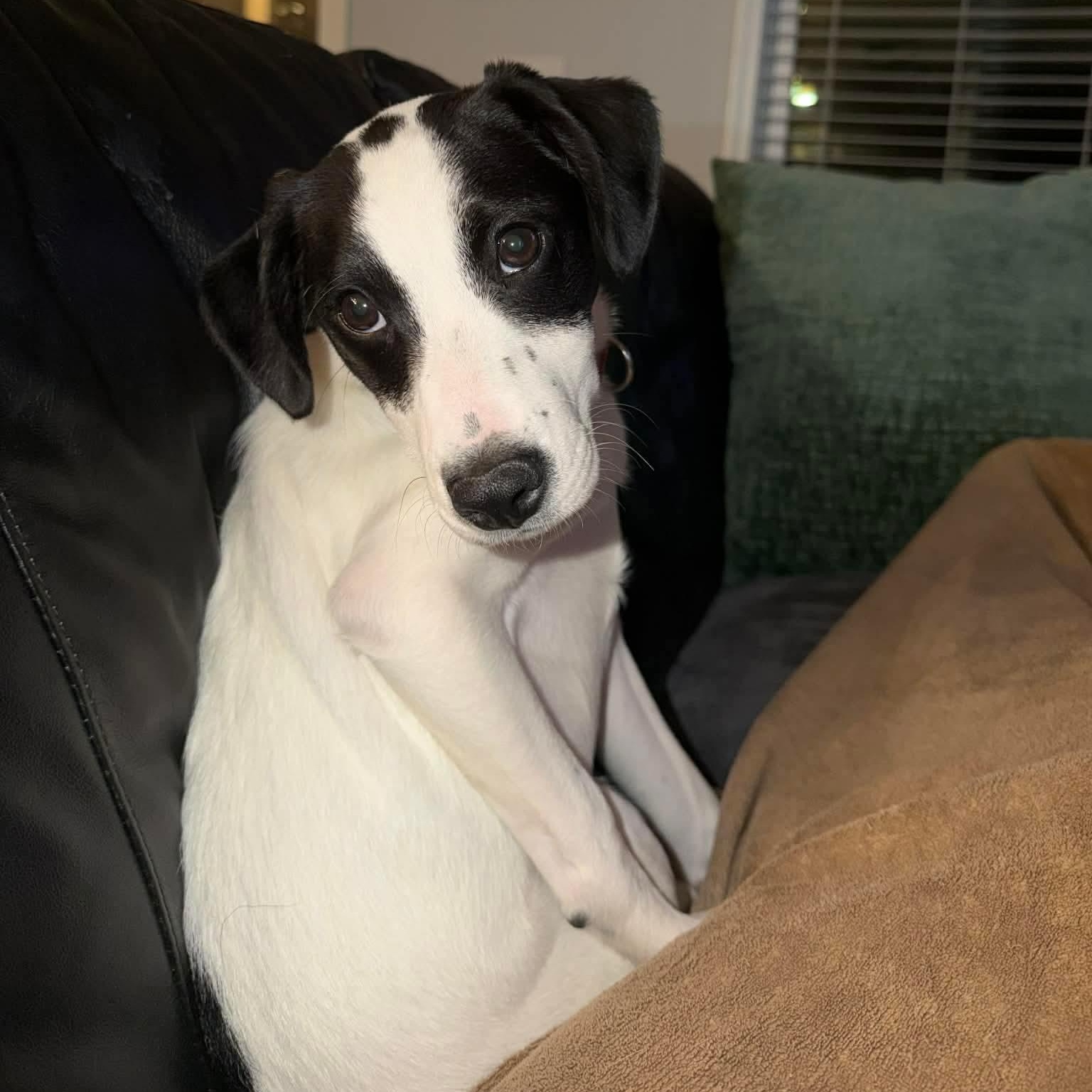 Enlarge Wall E, a ADOPTABLE Mixed Breed in Wando, SC image 5/5