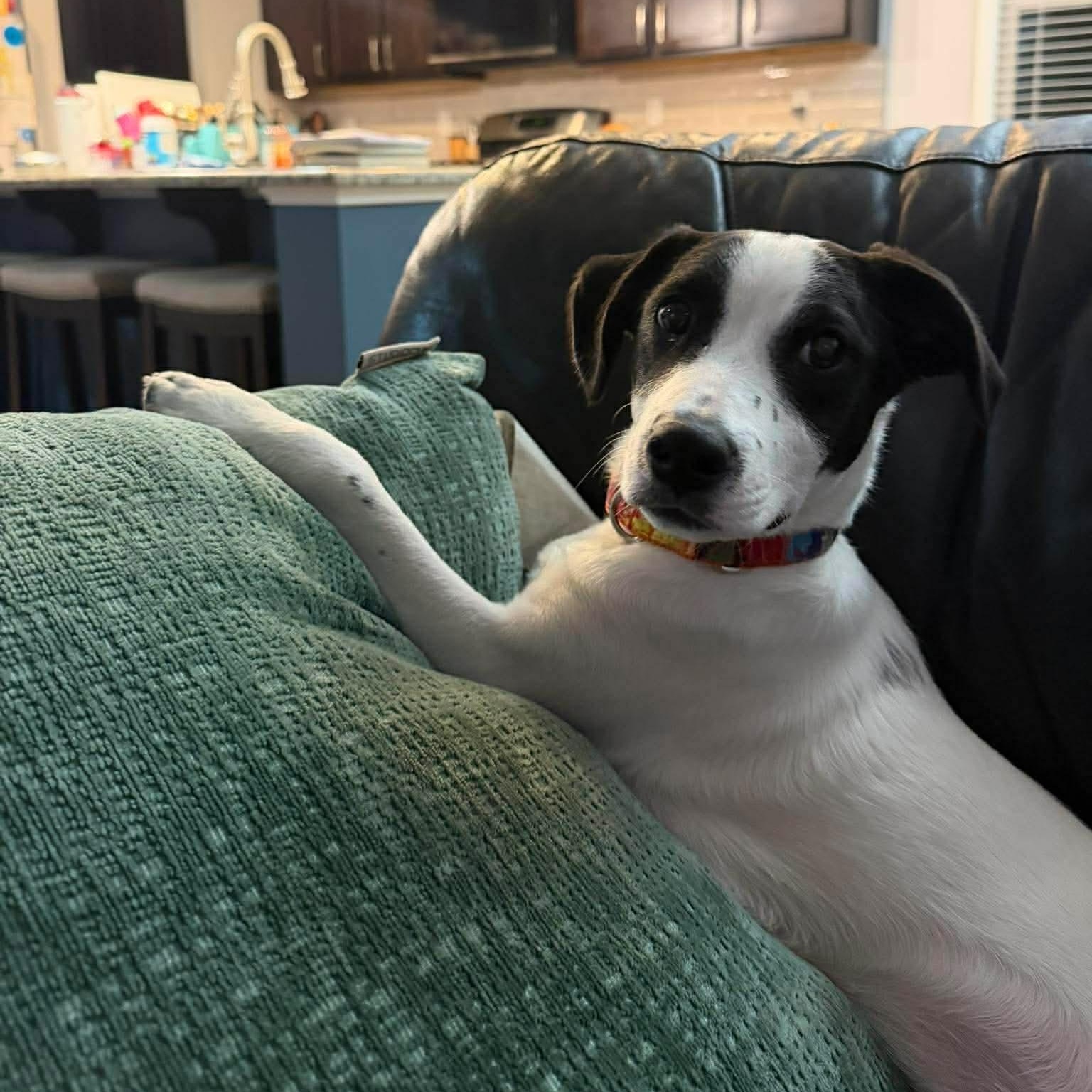 Enlarge Wall E, a ADOPTABLE Mixed Breed in Wando, SC image 4/5