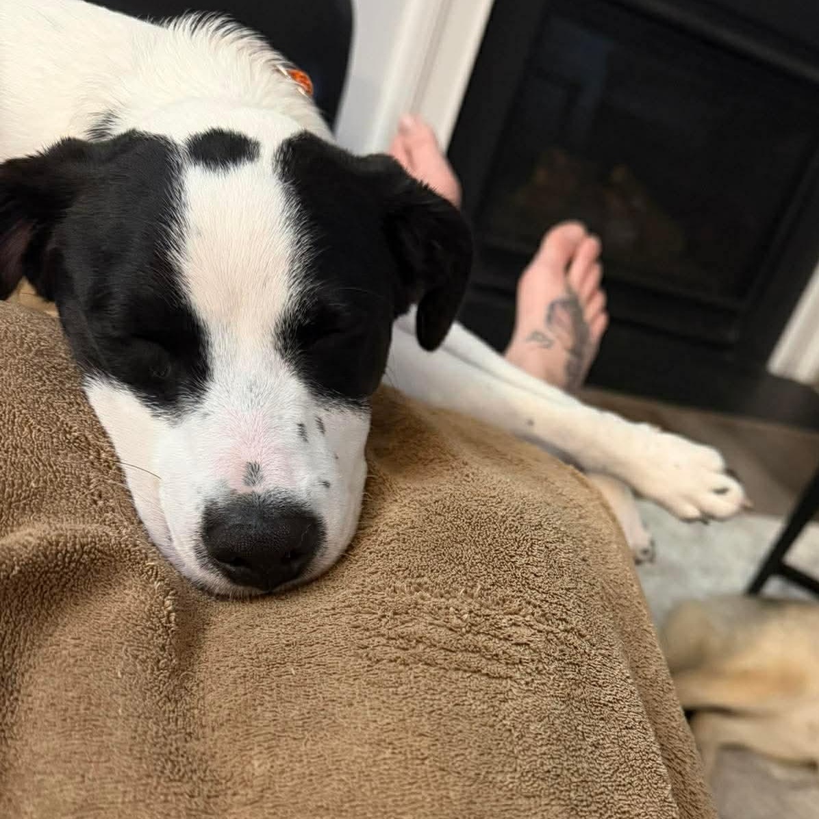 Enlarge Wall E, a ADOPTABLE Mixed Breed in Wando, SC image 2/5