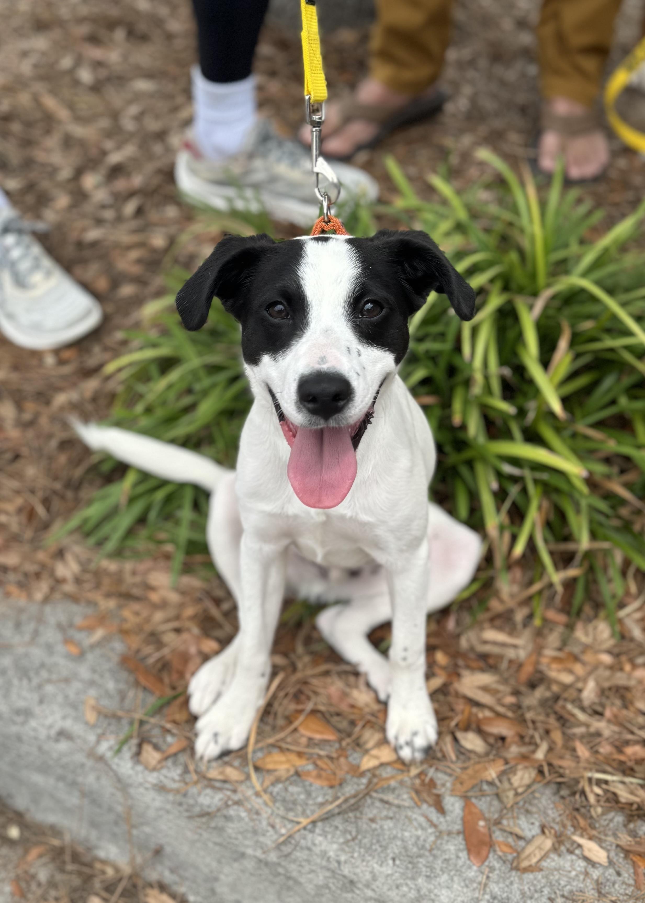 Wall E, ADOPTABLE, Puppy Male Mixed Breed.