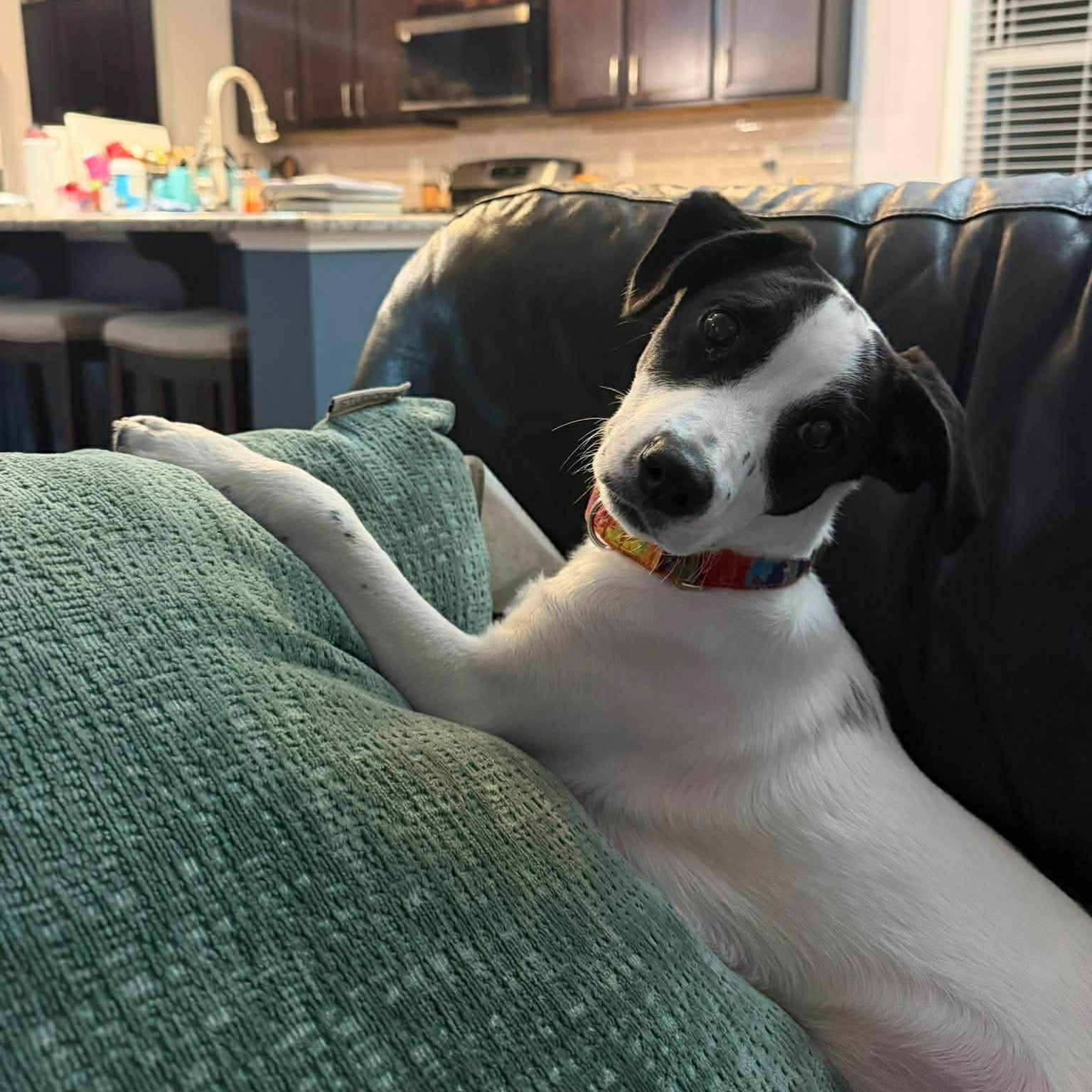 Enlarge Wall E, a ADOPTABLE Mixed Breed in Wando, SC image 3/5