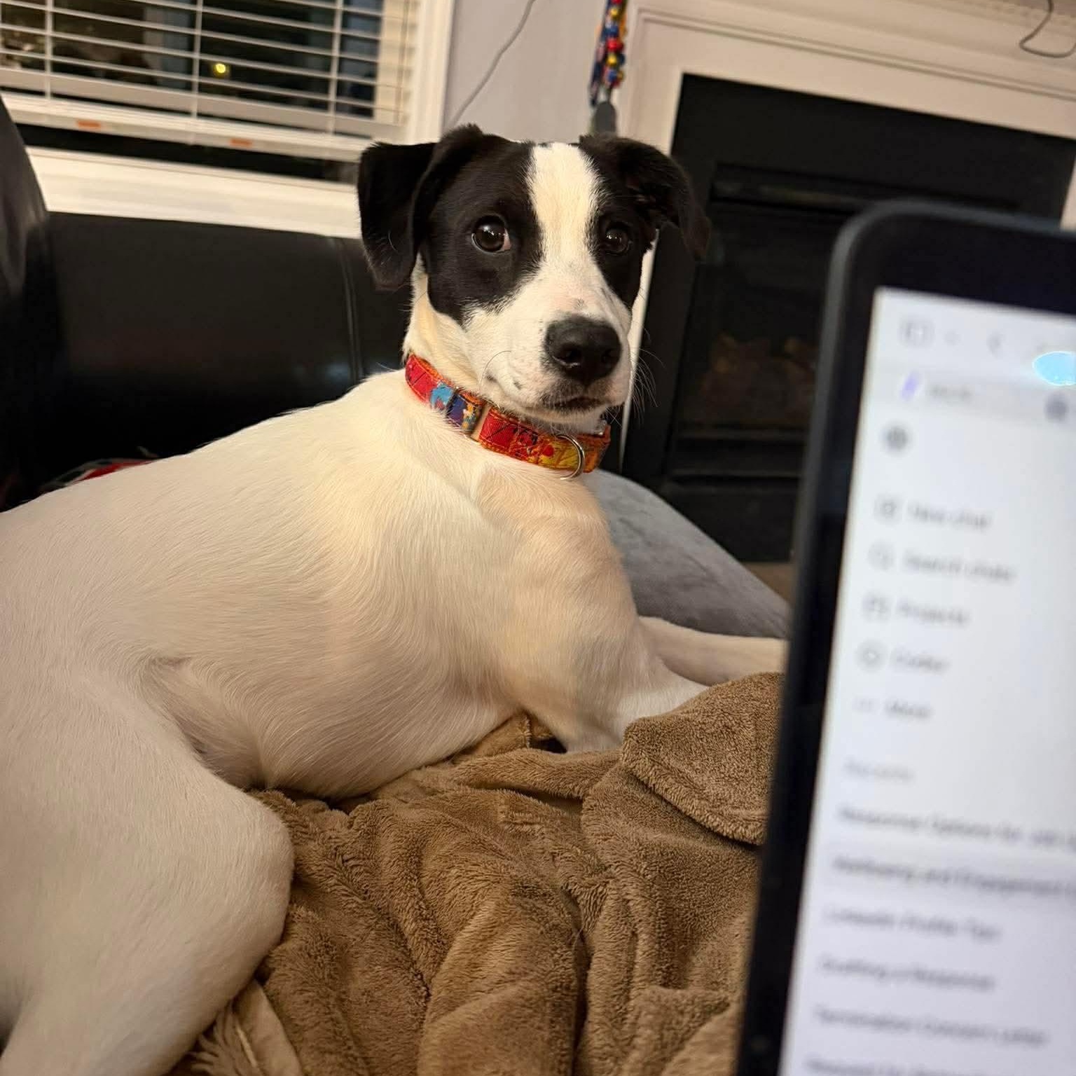 Wall E, ADOPTABLE, Puppy Male Mixed Breed.