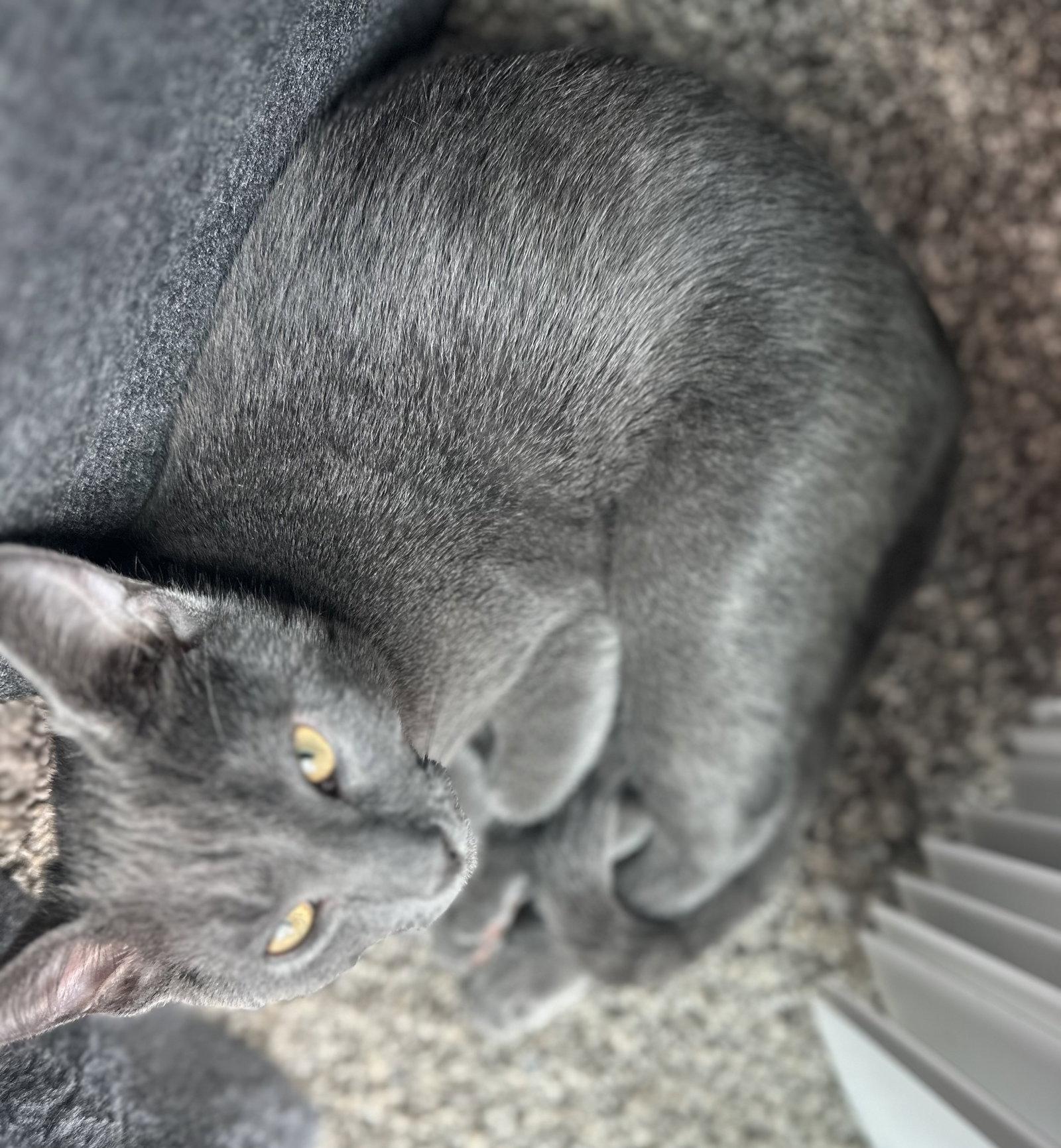Hg Litter Arlo, Adoptable, Young Male Domestic Short Hair.