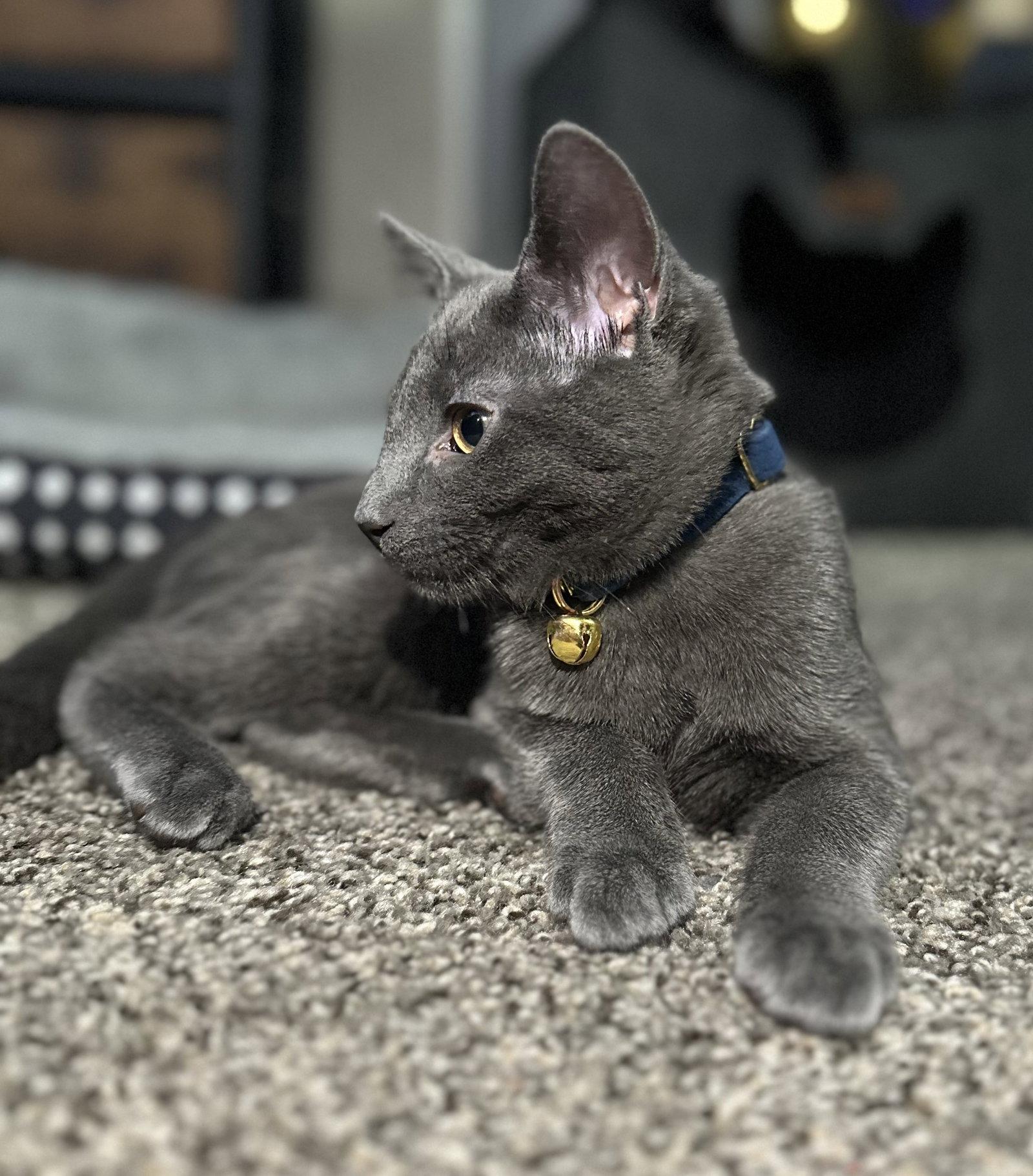 Hg Litter Arlo, a Adoptable Domestic Short Hair in Livonia, MI image 2/3