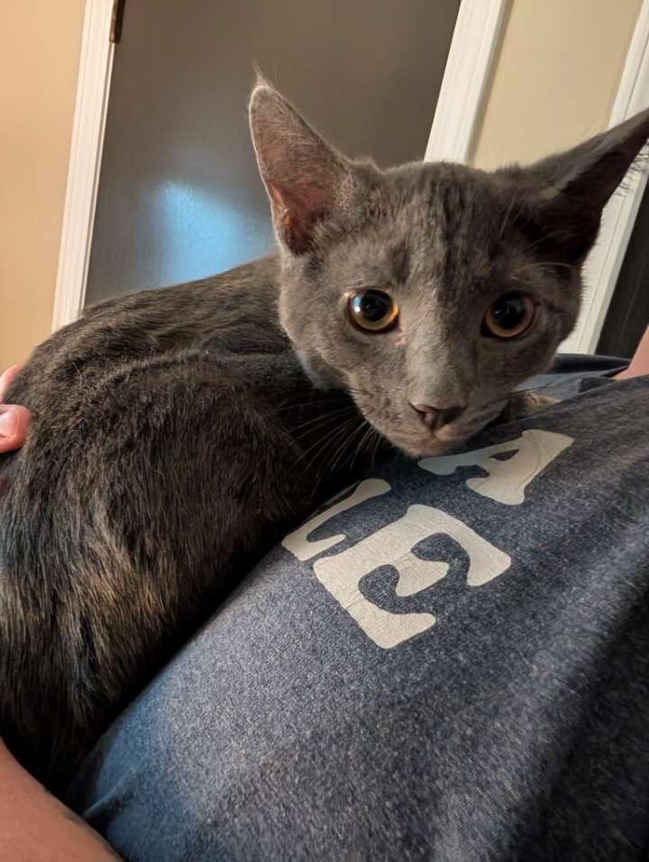 Hg Litter Arlo, a Adoptable Domestic Short Hair in Livonia, MI image 3/3