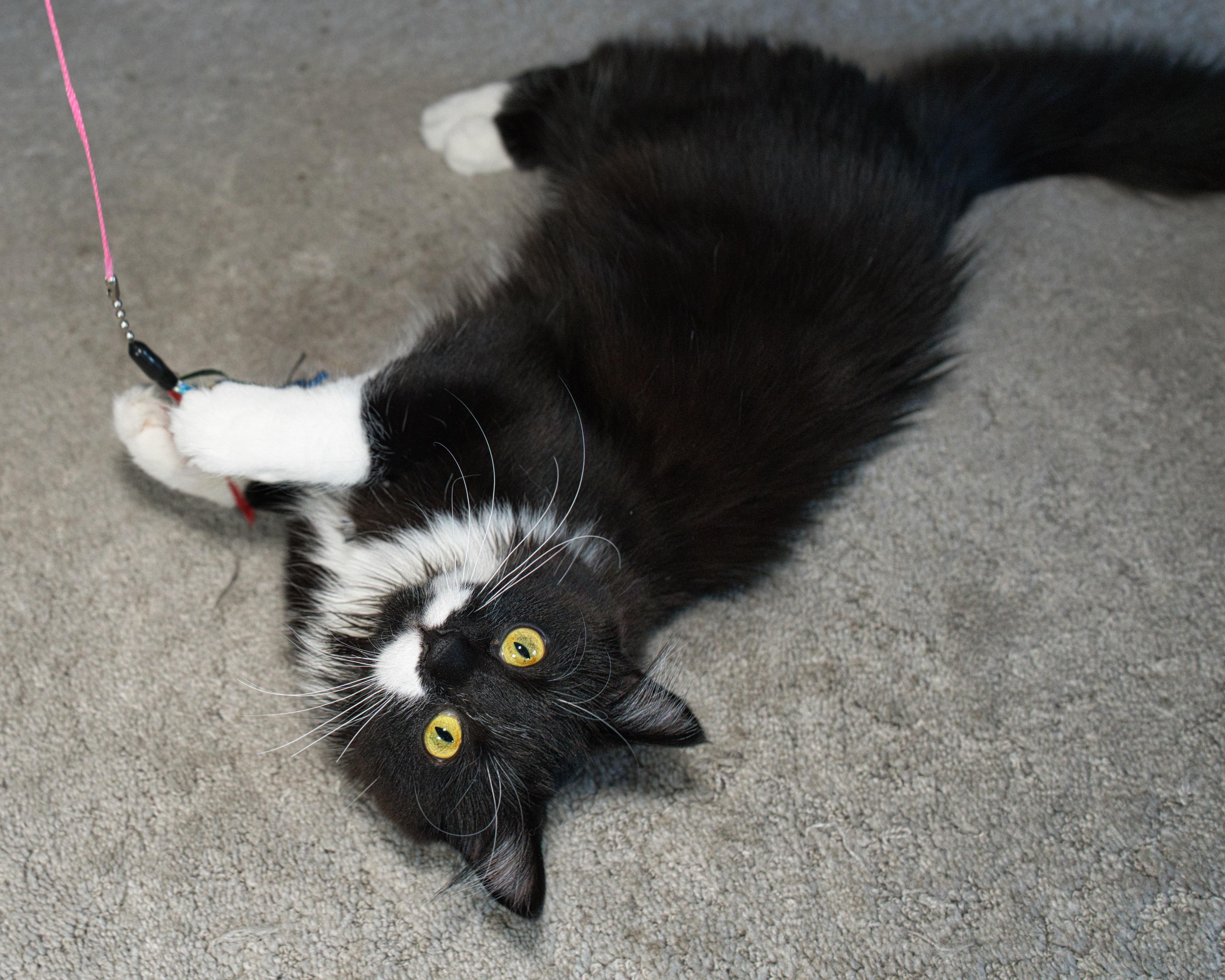 Enlarge Bella & Billie, a ADOPTABLE Domestic Long Hair in Milwaukee, WI image 5/6