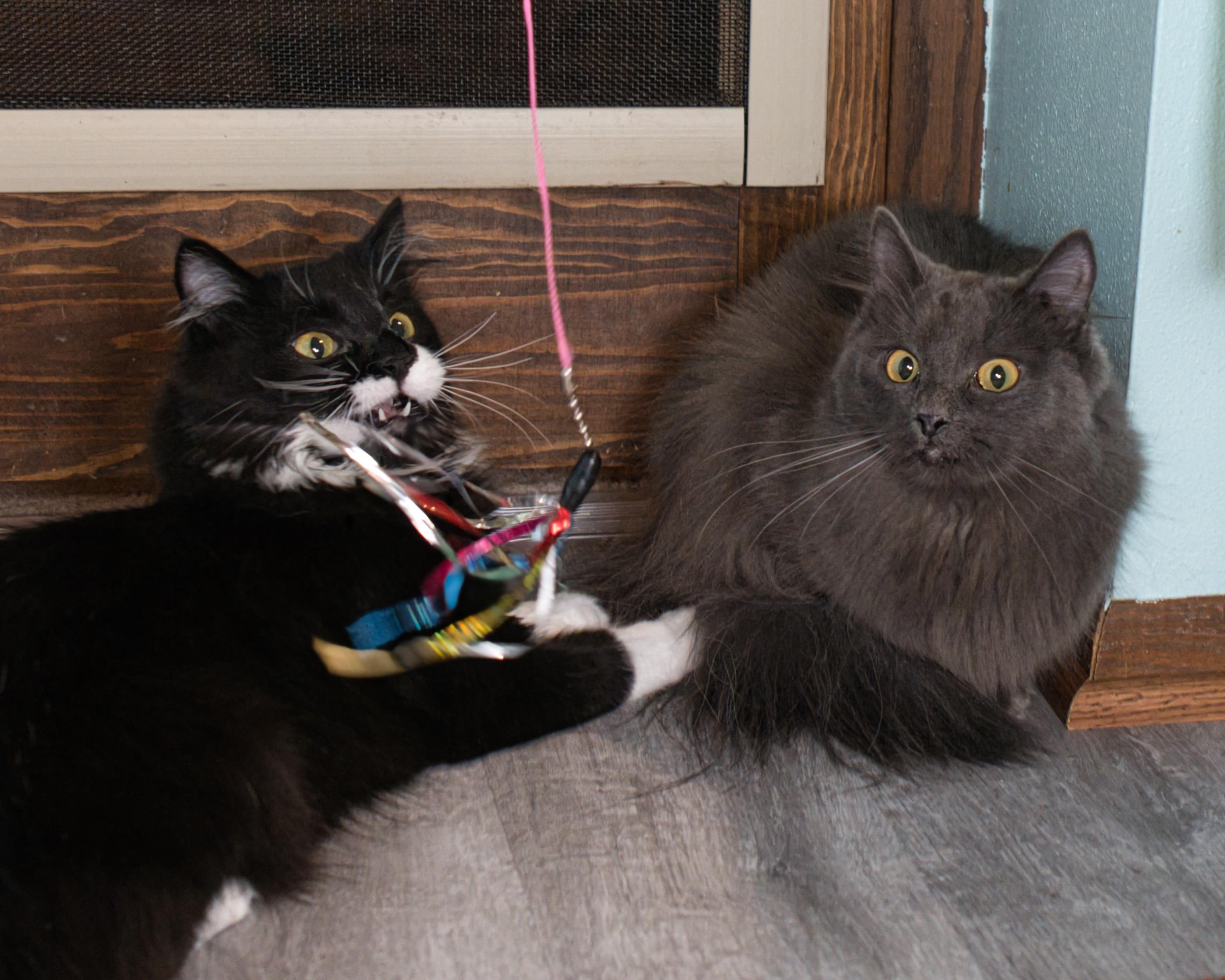 Bella & Billie, ADOPTABLE, Young Female Domestic Long Hair.