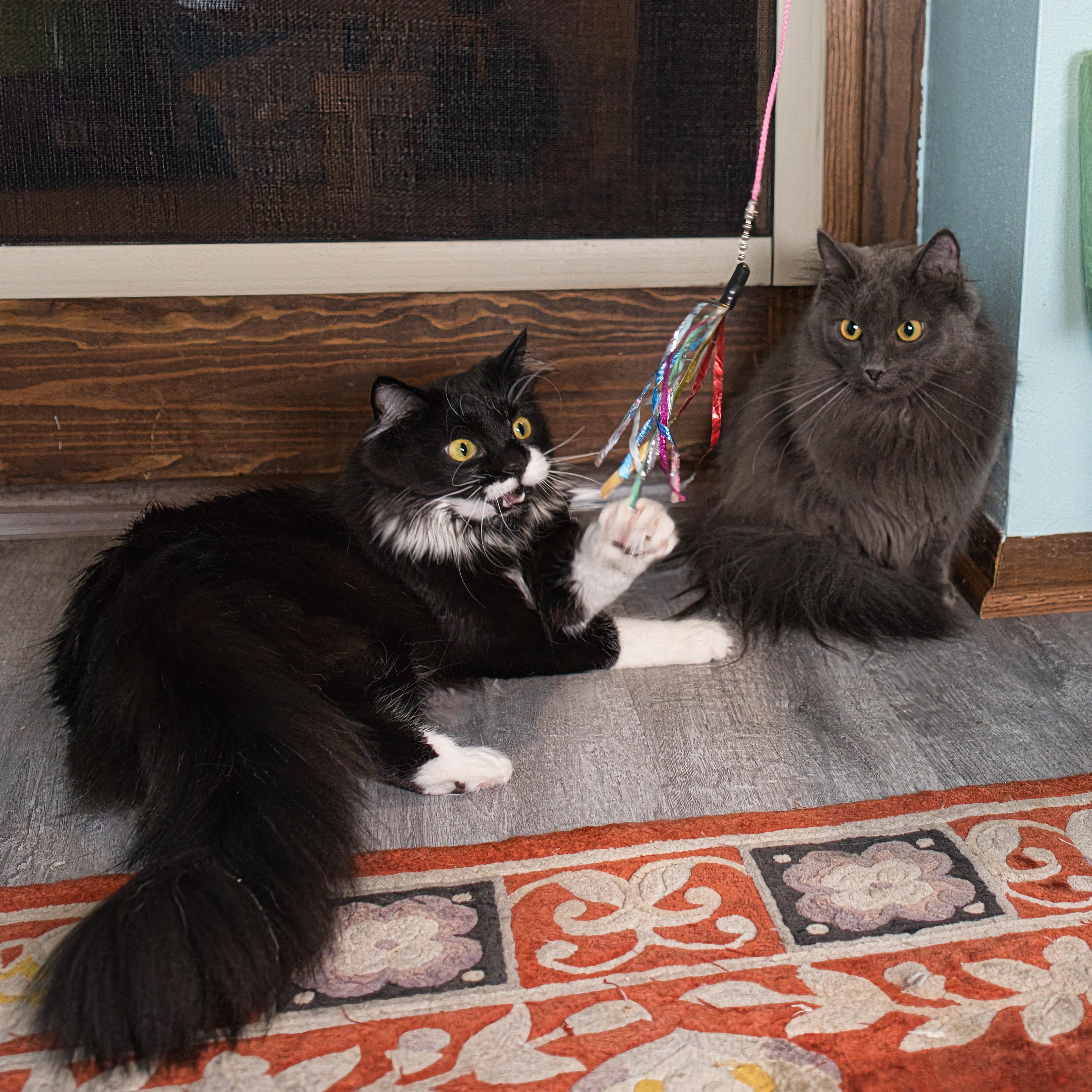 Enlarge Bella & Billie, a ADOPTABLE Domestic Long Hair in Milwaukee, WI image 2/6