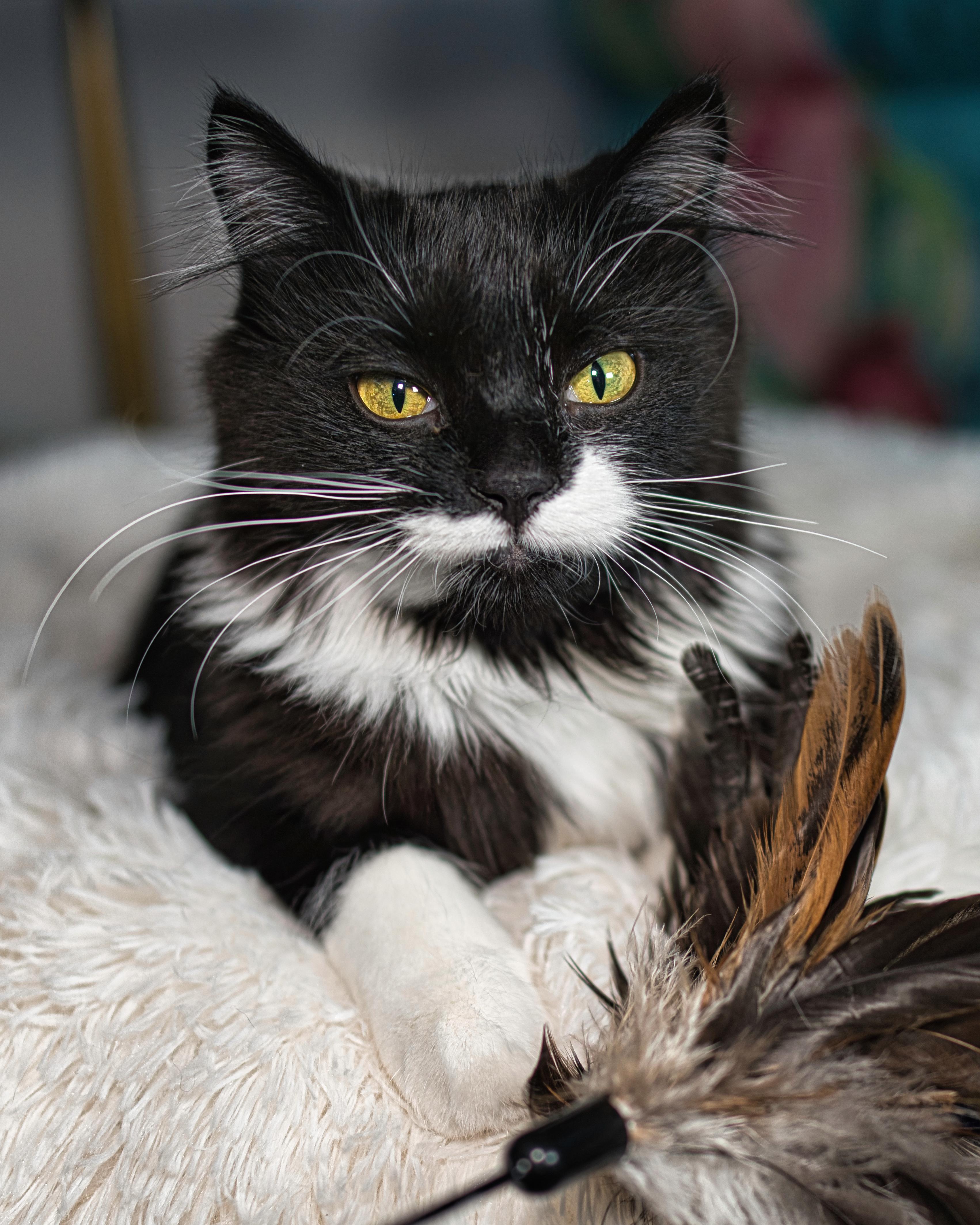 Enlarge Bella & Billie, a ADOPTABLE Domestic Long Hair in Milwaukee, WI image 3/6