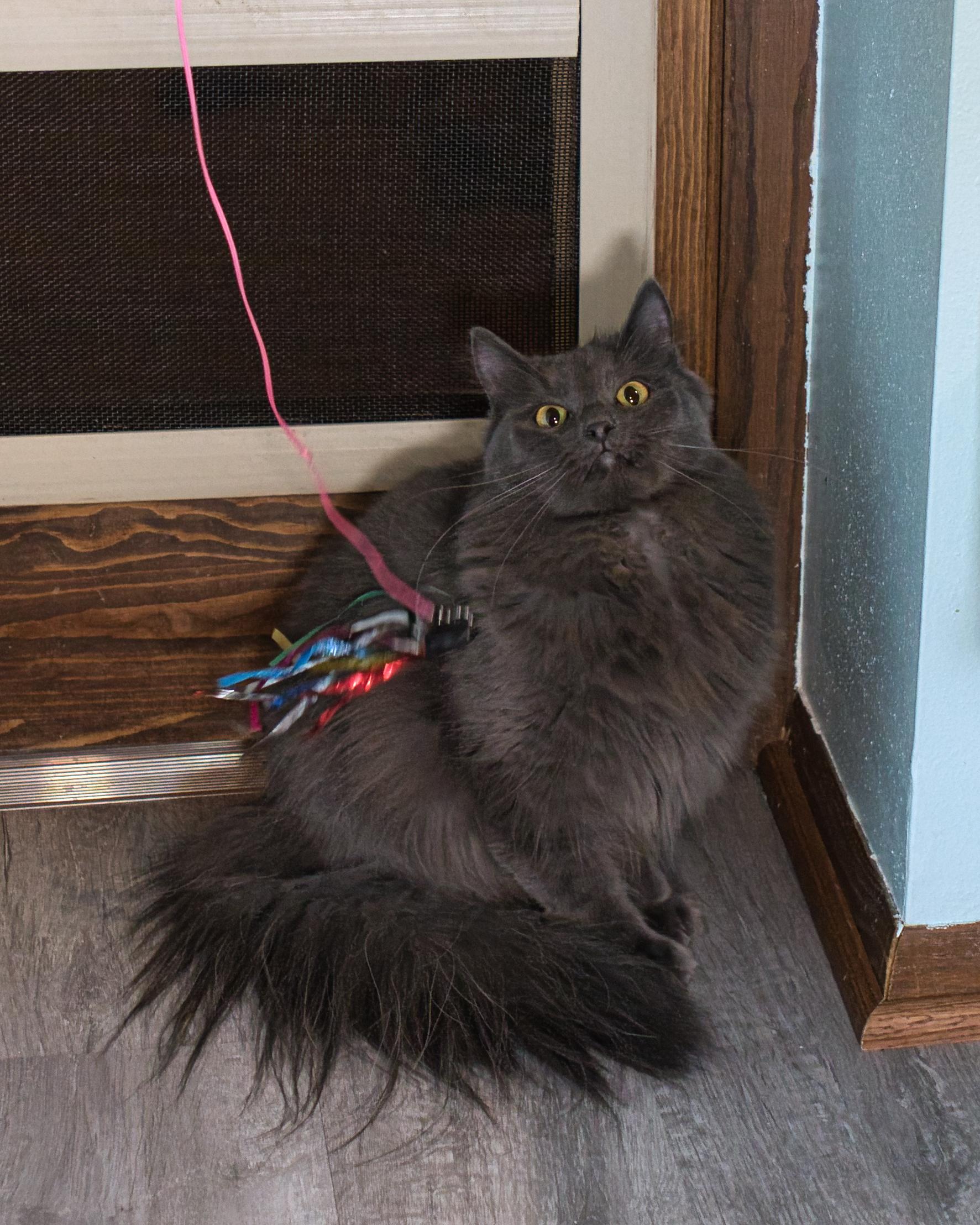 Enlarge Bella & Billie, a ADOPTABLE Domestic Long Hair in Milwaukee, WI image 6/6