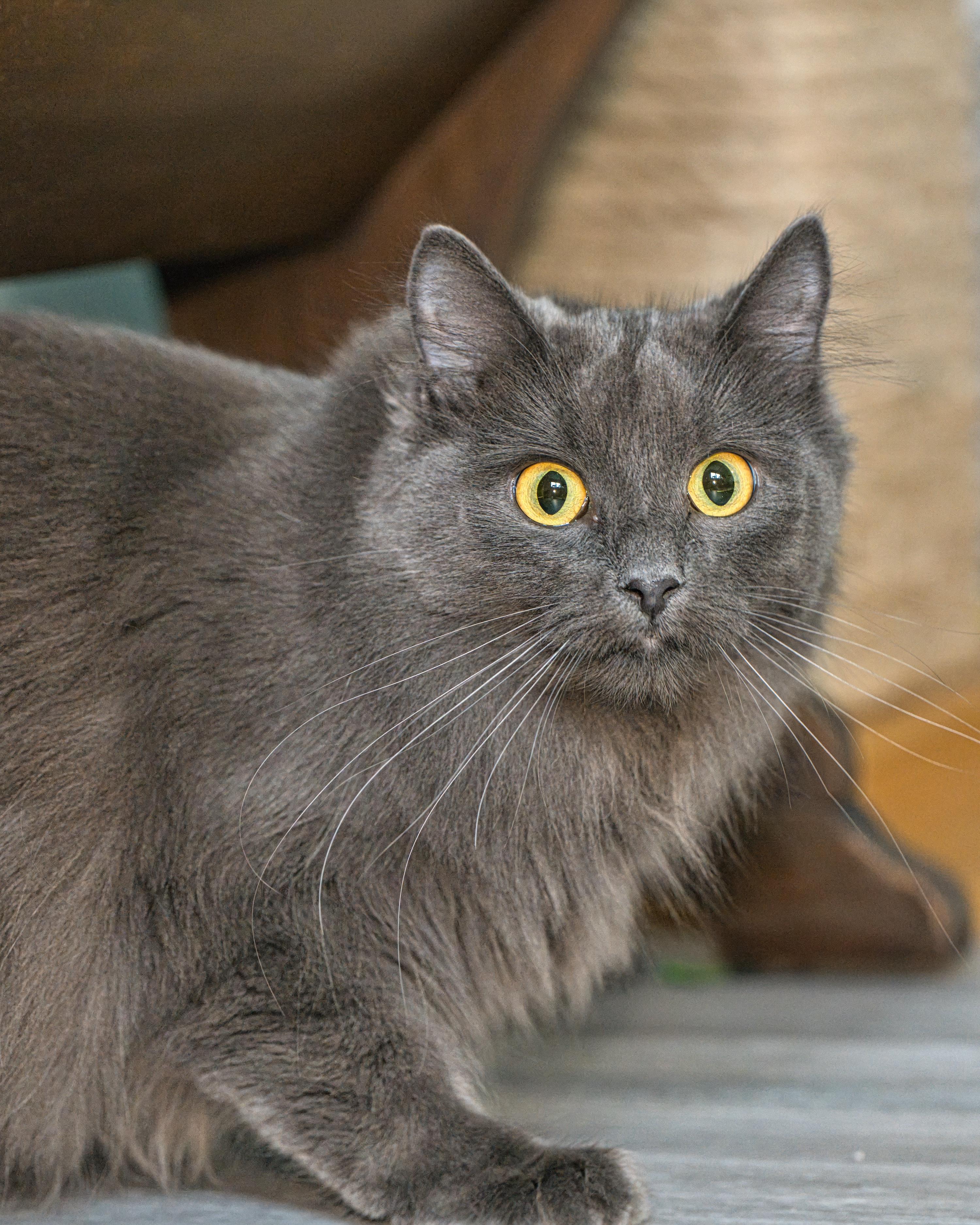 Enlarge Bella & Billie, a ADOPTABLE Domestic Long Hair in Milwaukee, WI image 4/6