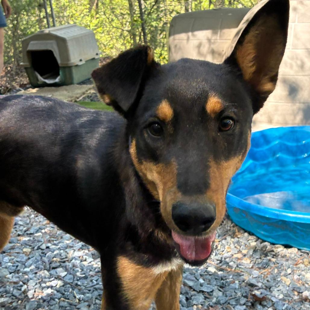 Simon, Adoptable, Young Male Shepherd.