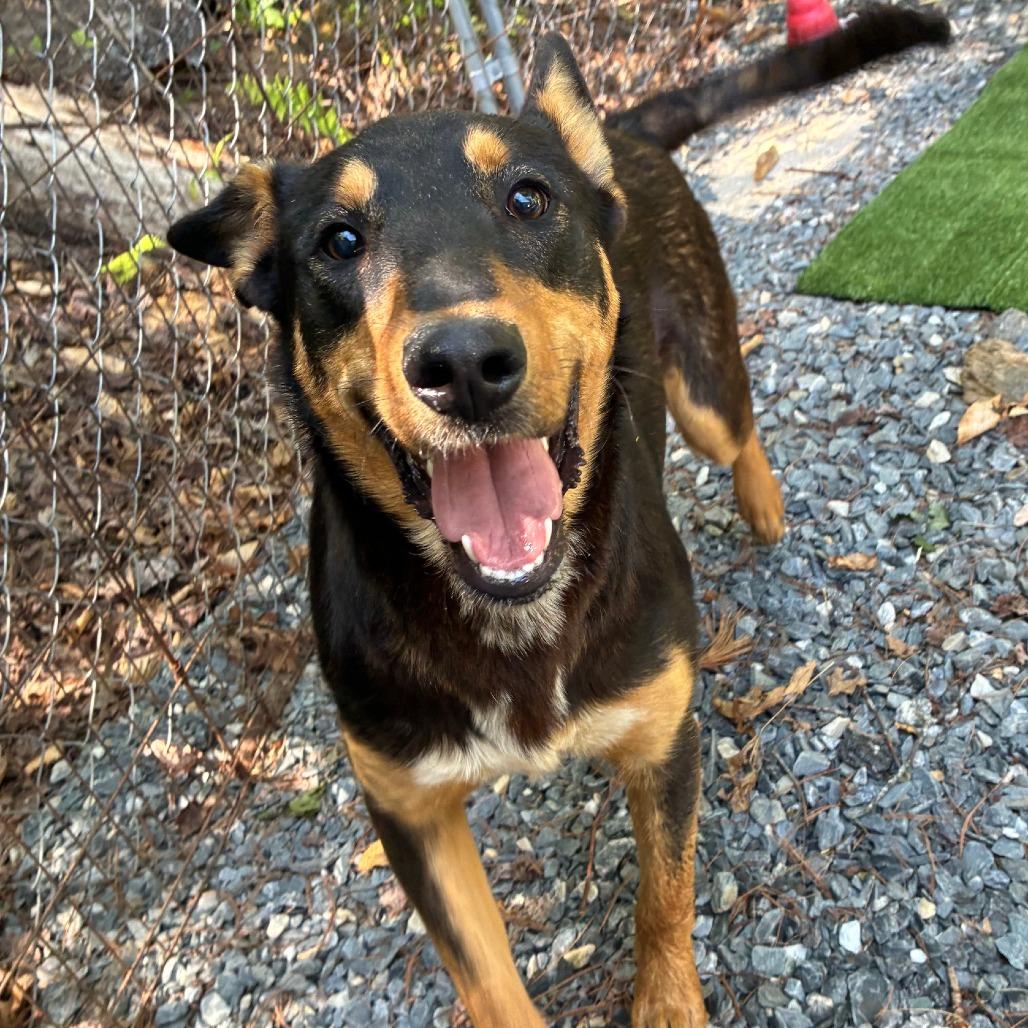 Enlarge Simon, a Adoptable Shepherd in Marble, NC image 2/3