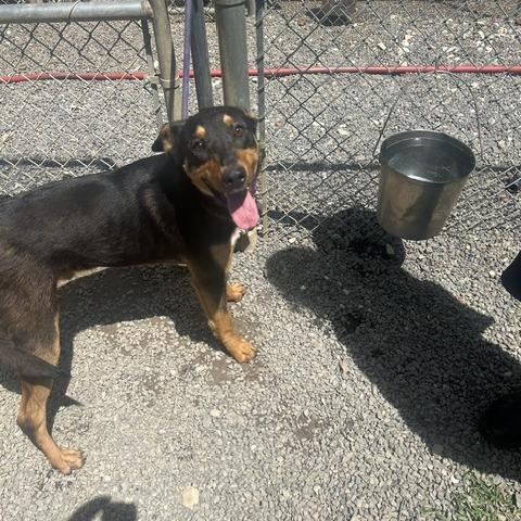 Enlarge Simon, a Adoptable Shepherd in Marble, NC image 3/3