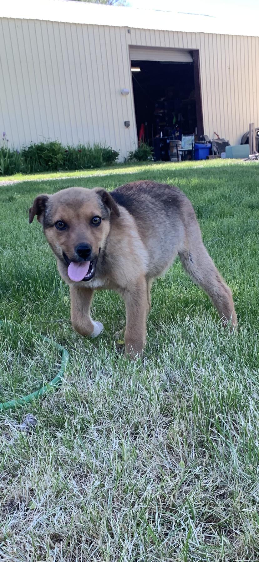 Darla, a Adoptable mixed breed in Wenatchee, WA image 4/5