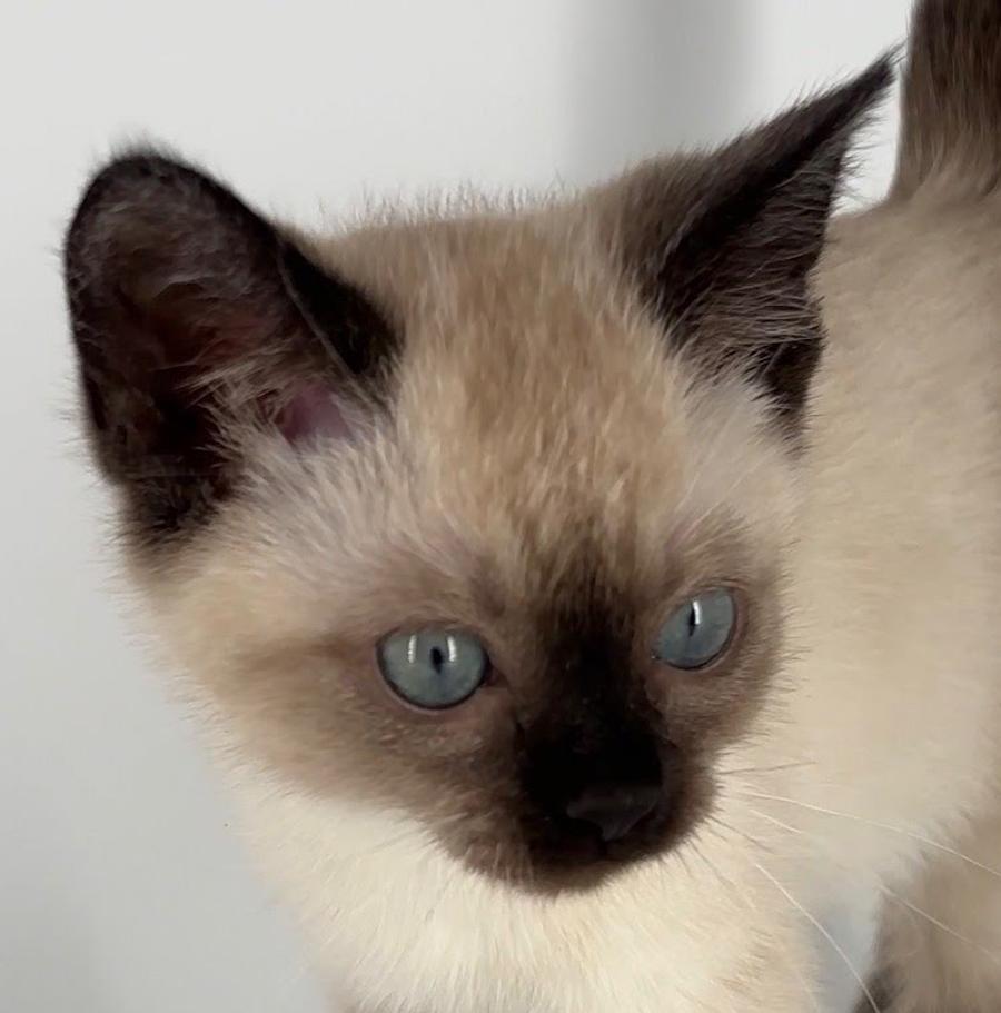 Enlarge Kitten Toast, a Adopted Siamese in Cuyahoga Falls, OH image 2/3