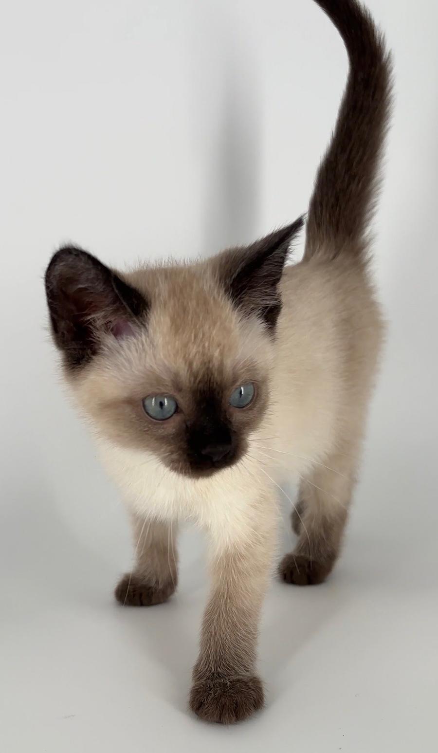 Enlarge Kitten Toast, a Adopted Siamese in Cuyahoga Falls, OH image 3/3