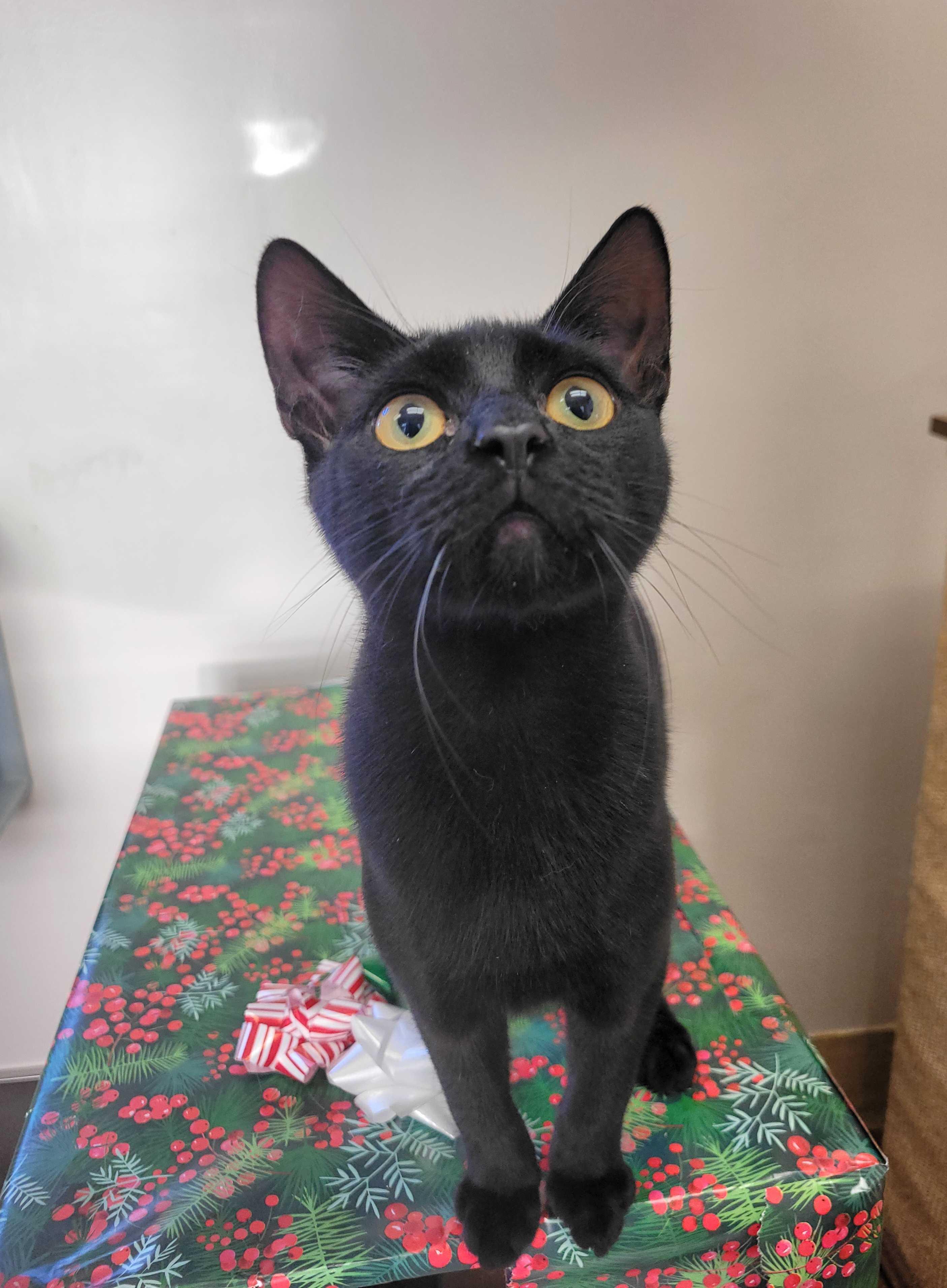 Enlarge Wednesday, a Adoptable Domestic Short Hair in Nantucket, MA image 1/2