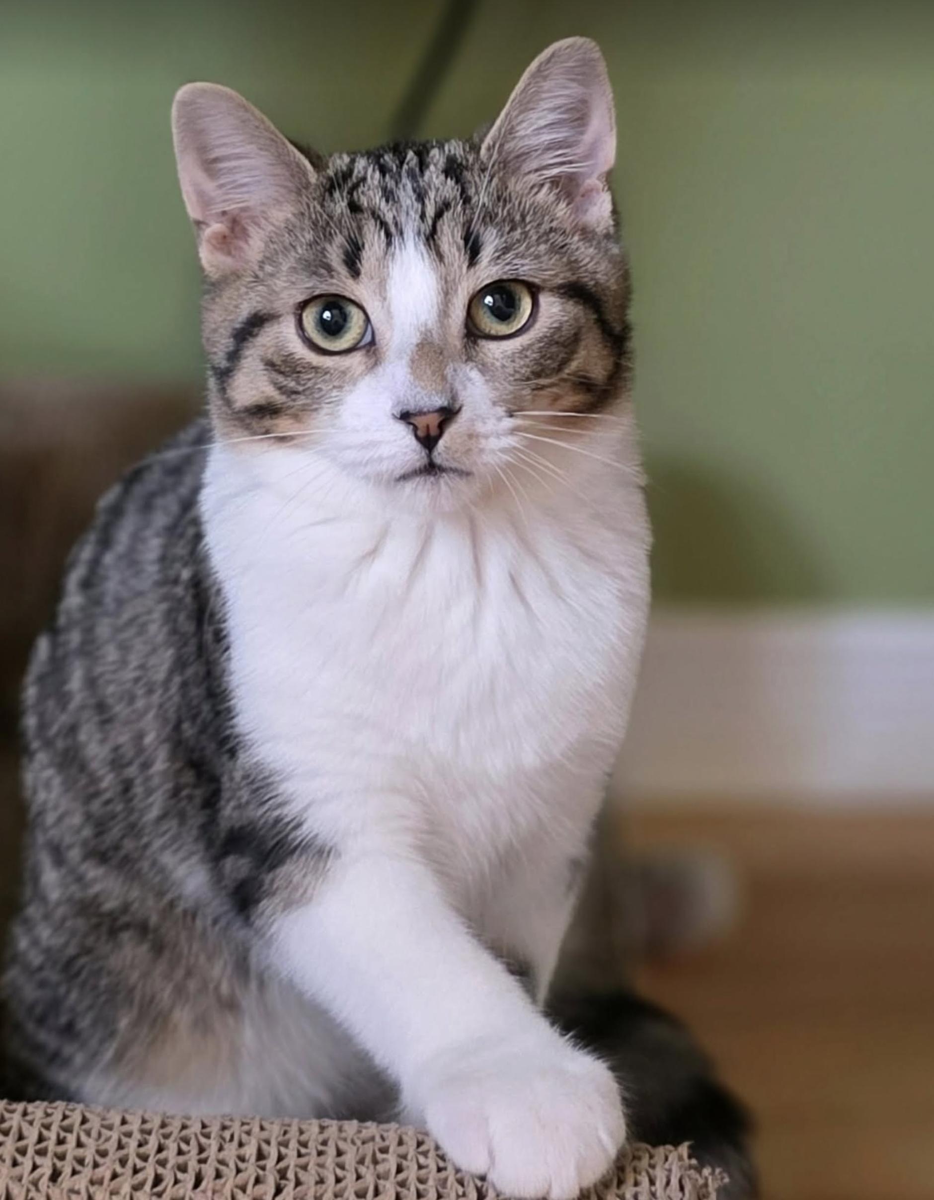 Clover, Adoptable, Kitten Male Domestic Short Hair.
