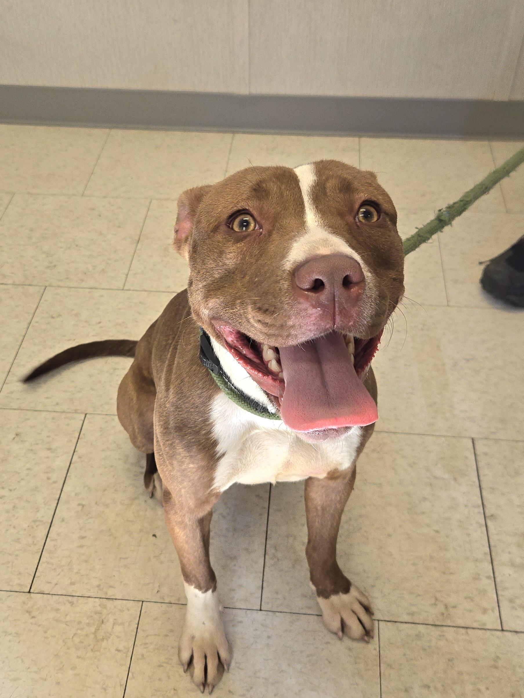 Enlarge Grammy, a ADOPTABLE Pit Bull Terrier in Trenton, NJ image 3/3