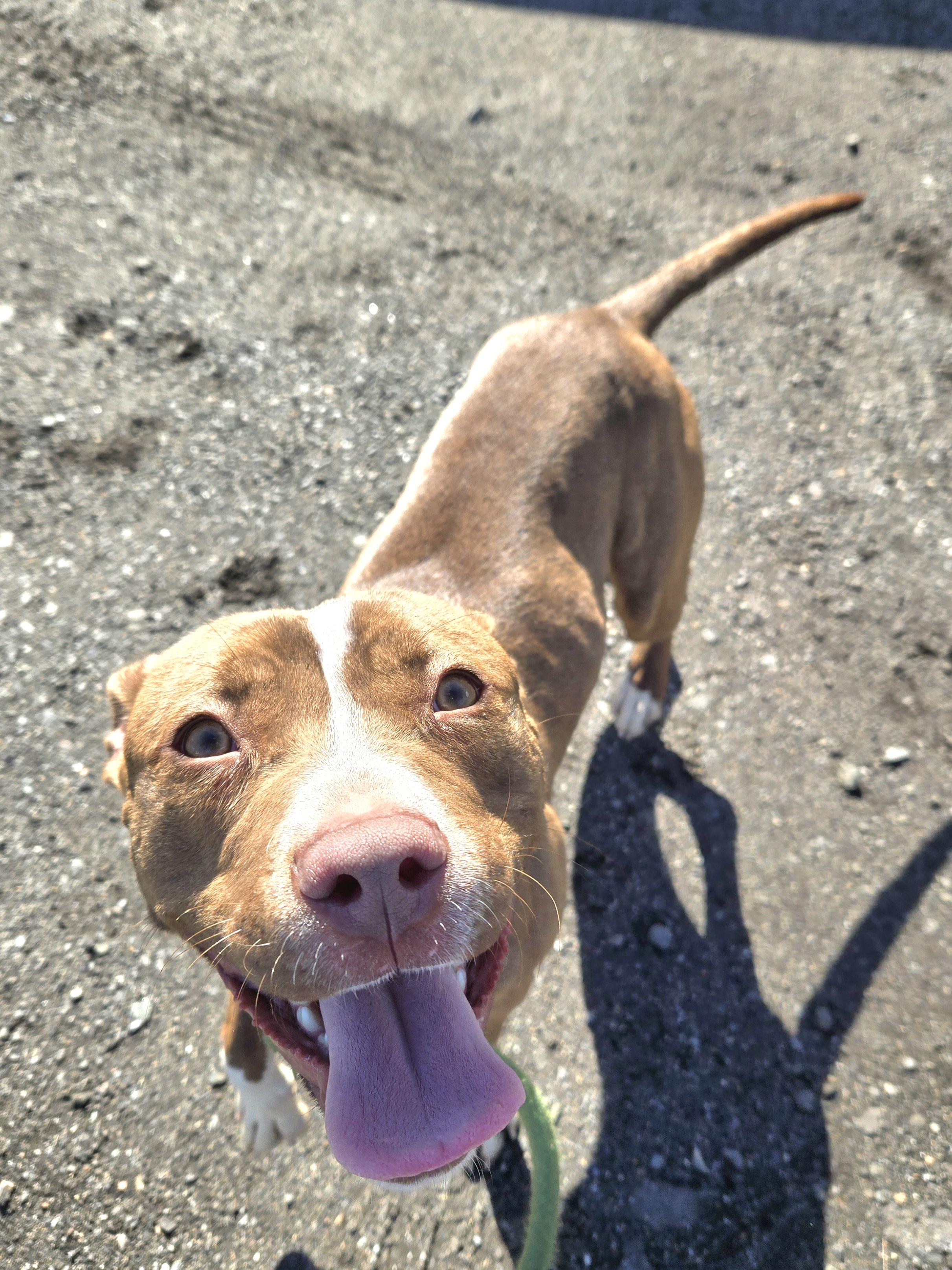 Enlarge Grammy, a ADOPTABLE Pit Bull Terrier in Trenton, NJ image 1/3