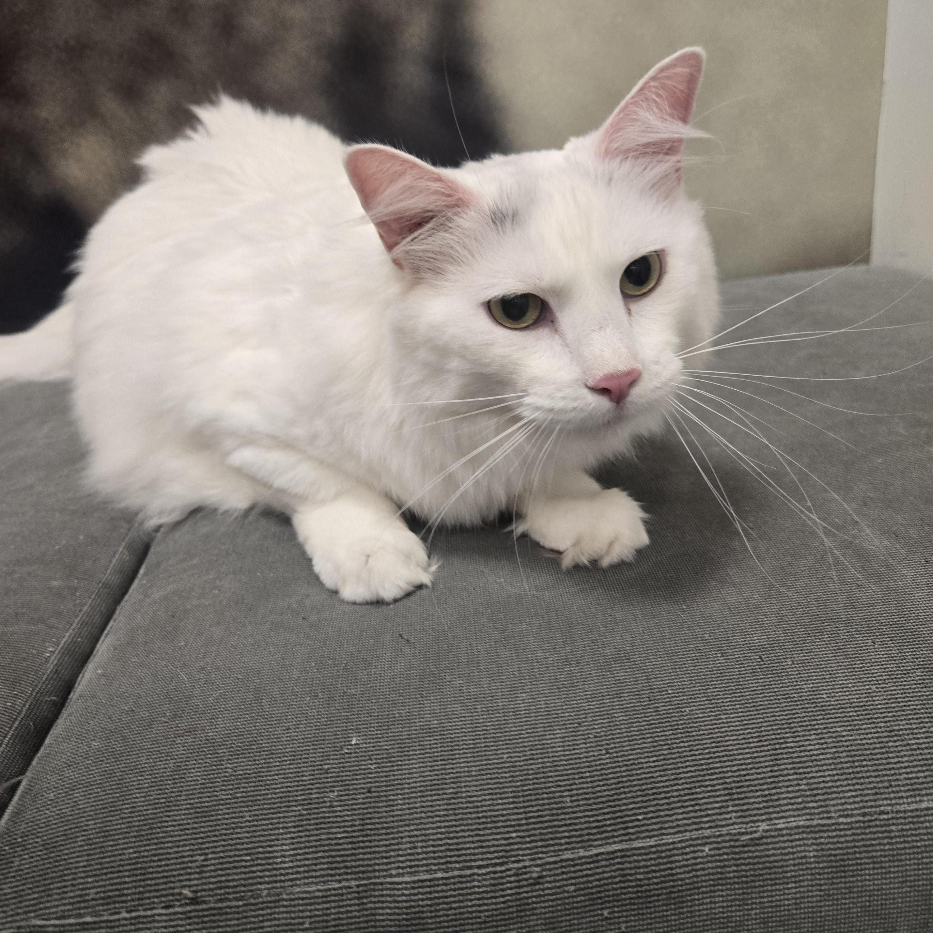 Enlarge Ella, an adopted Domestic Long Hair in Sedalia, MO image 2/4