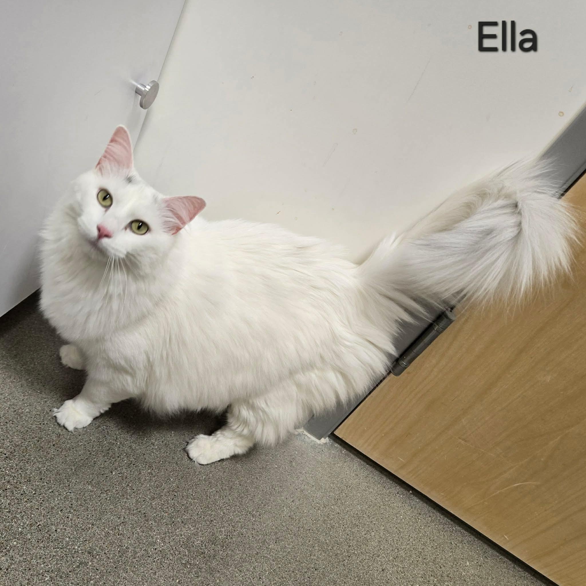 Enlarge Ella, an adopted Domestic Long Hair in Sedalia, MO image 1/4