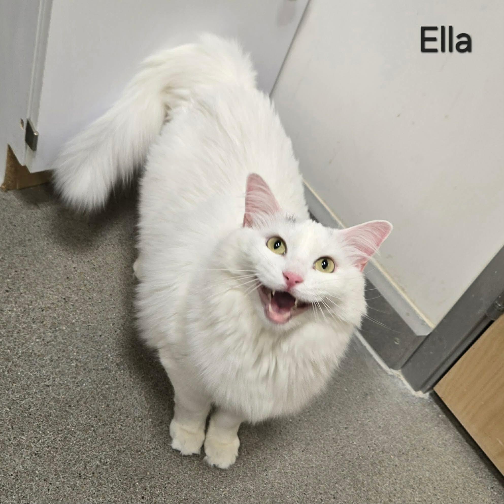 Enlarge Ella, an adopted Domestic Long Hair in Sedalia, MO image 4/4