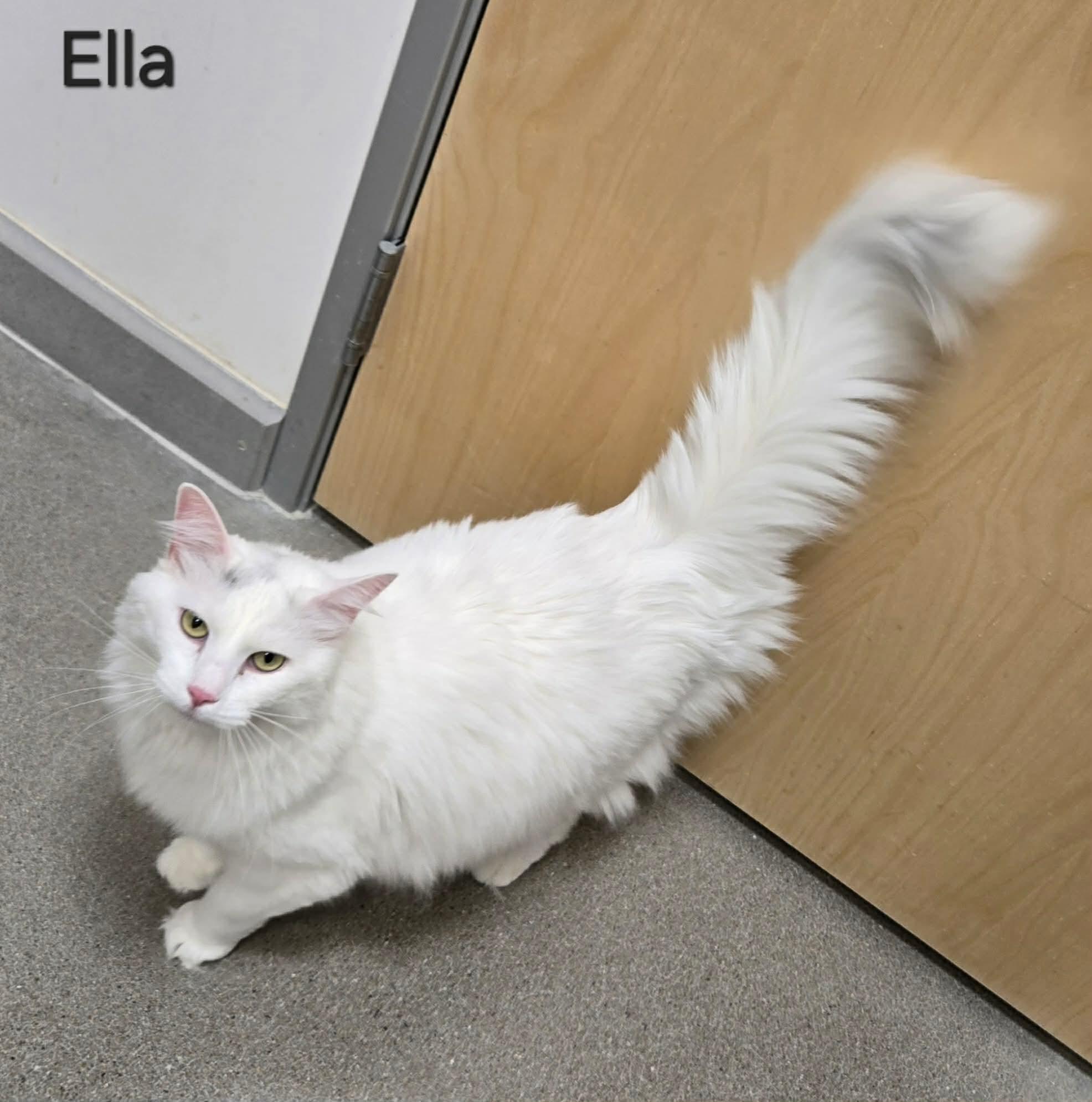 Enlarge Ella, an adopted Domestic Long Hair in Sedalia, MO image 3/4