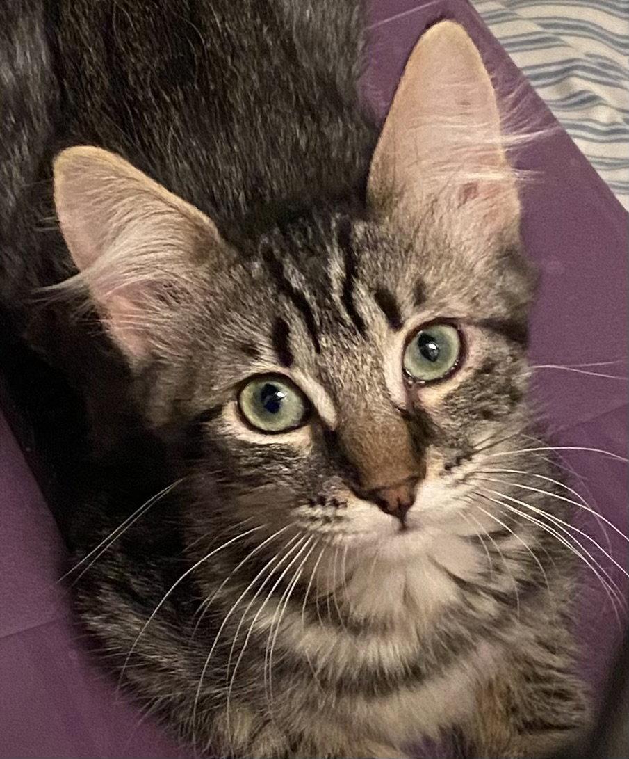 Daphne, Adoptable, Young Female Domestic Medium Hair.