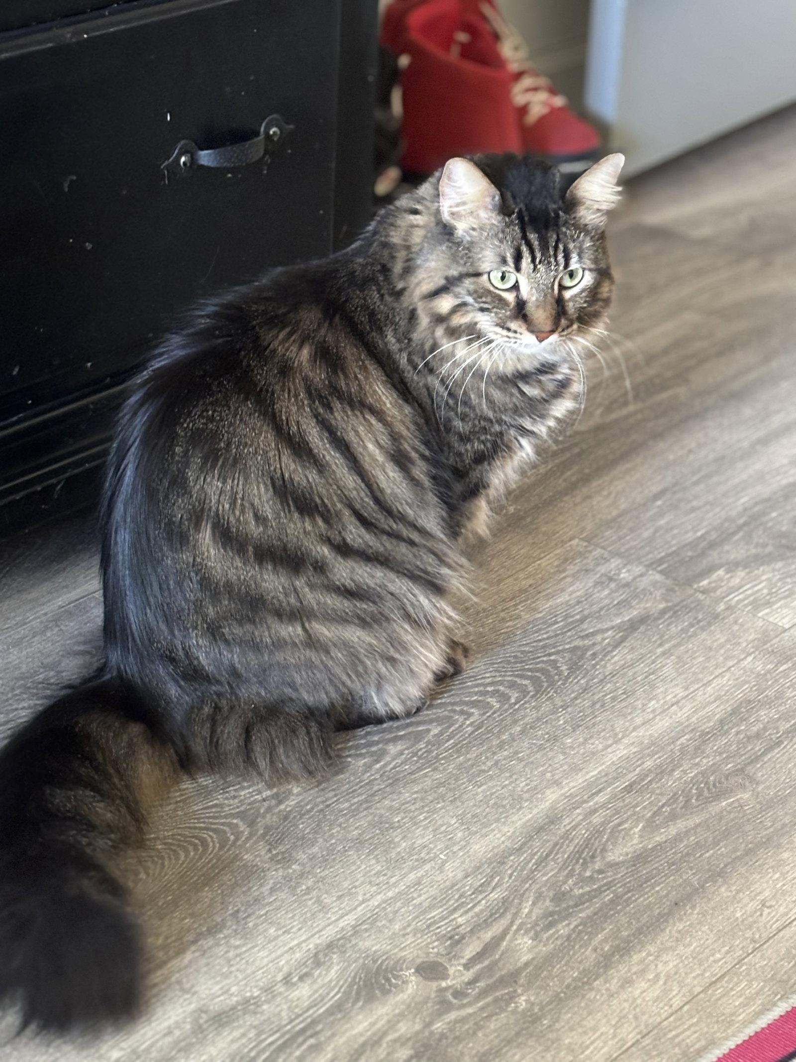 Daphne, a Adoptable Domestic Medium Hair in Glendale, AZ image 2/3
