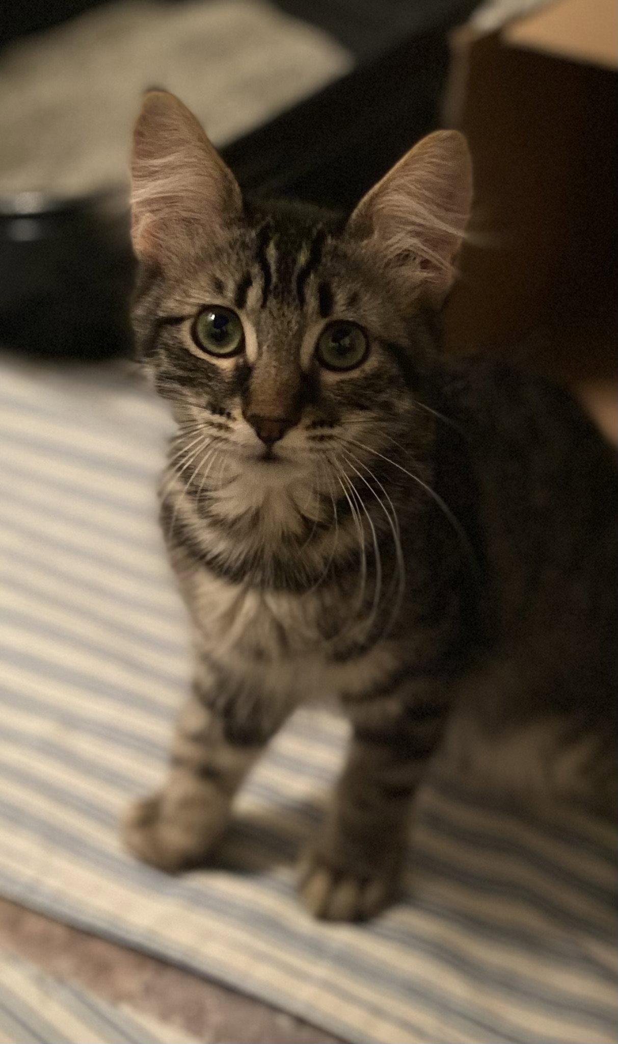 Daphne, a Adoptable Domestic Medium Hair in Glendale, AZ image 3/3
