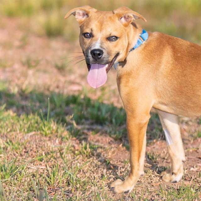 AQUAFINA, Adoptable, Young Female Labrador Retriever & Mixed Breed.