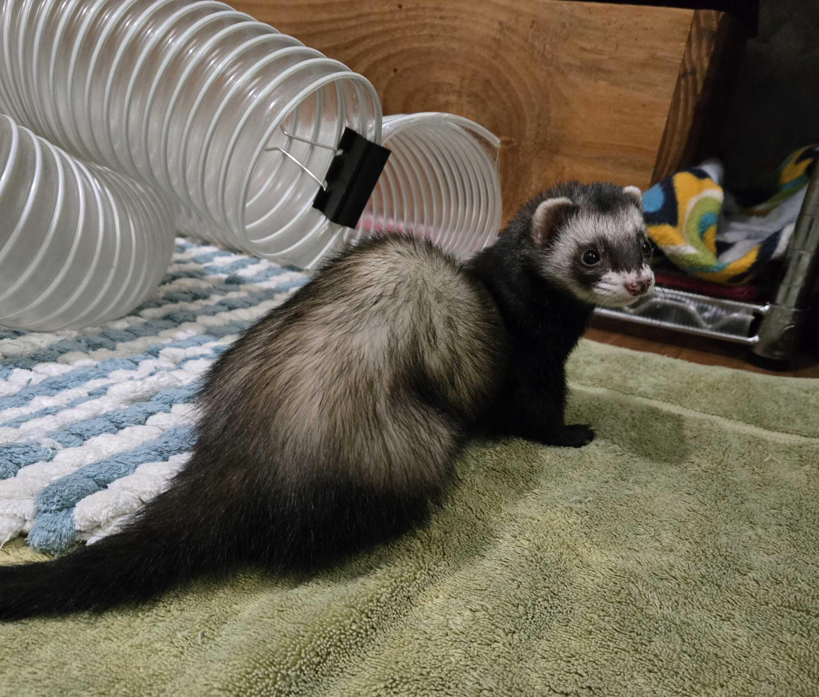 Lola, ADOPTABLE, Adult Female Ferret.