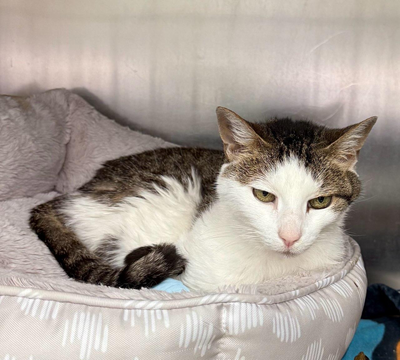 zzCourtesy listing for Julie at North Regent Animal Clinic, a Adoptable Domestic Short Hair in New Rochelle, NY image 1/4