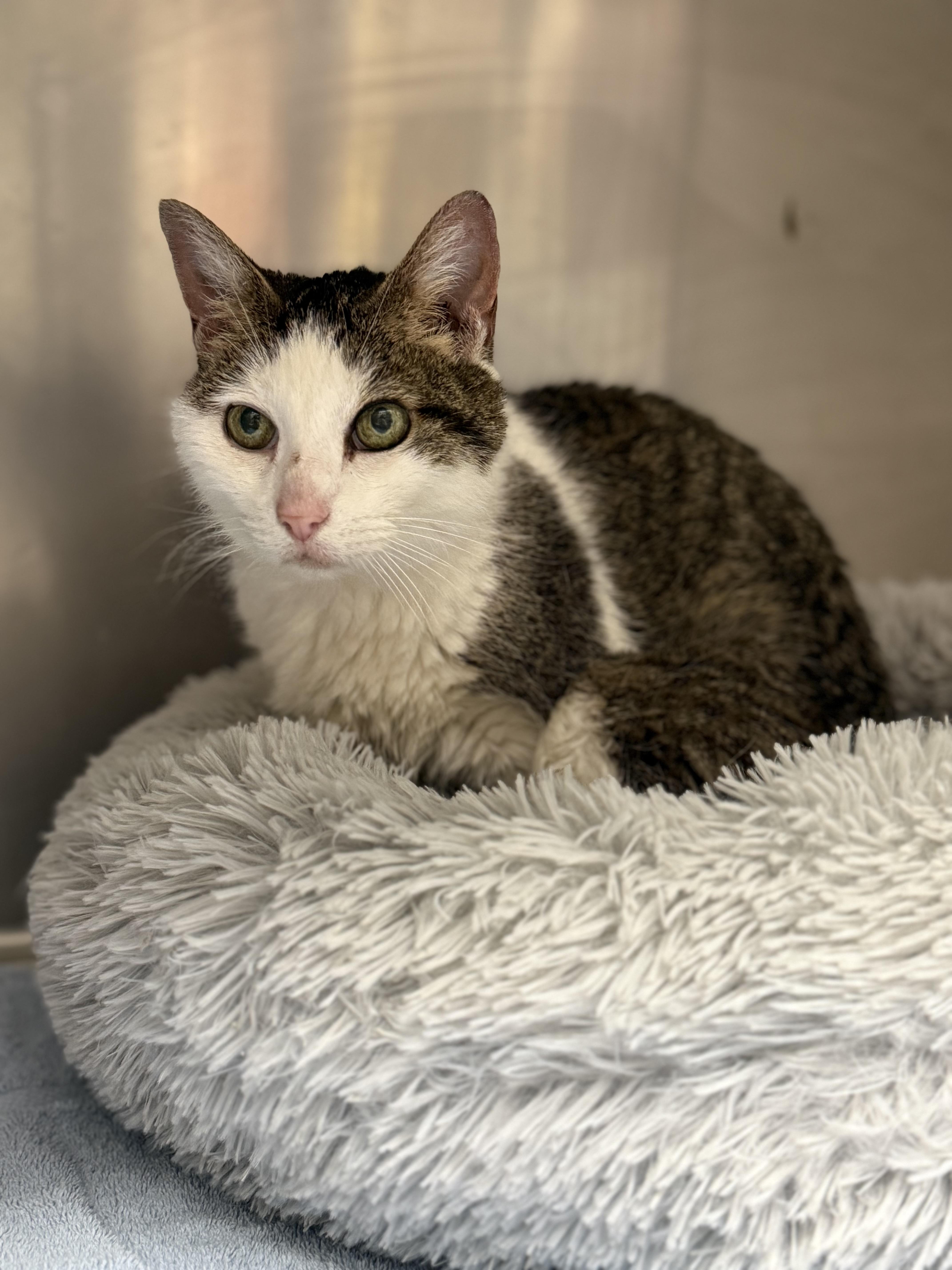 zzCourtesy listing for Julie at North Regent Animal Clinic, a Adoptable Domestic Short Hair in New Rochelle, NY image 2/4