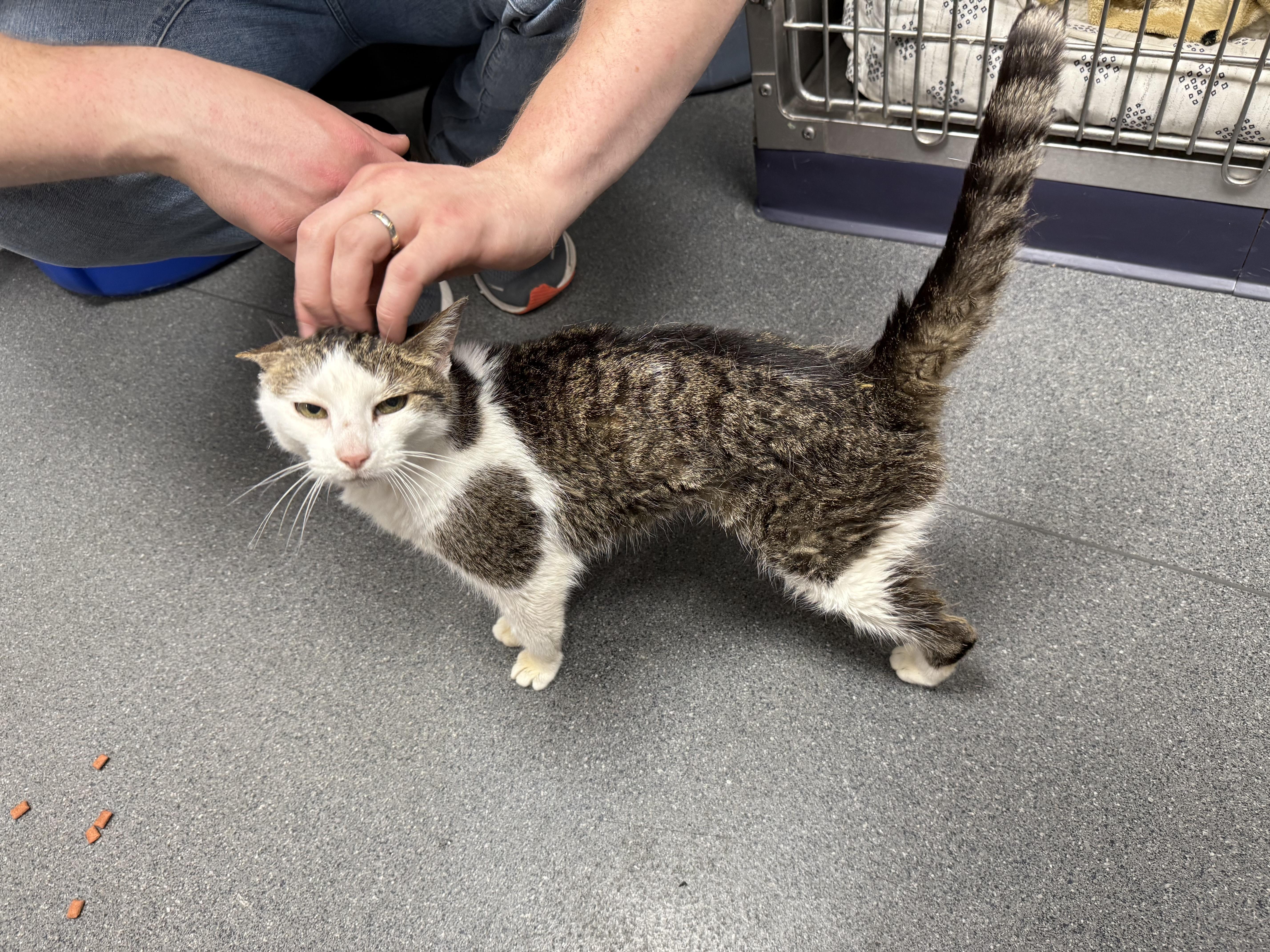 zzCourtesy listing for Julie at North Regent Animal Clinic, a Adoptable Domestic Short Hair in New Rochelle, NY image 3/4