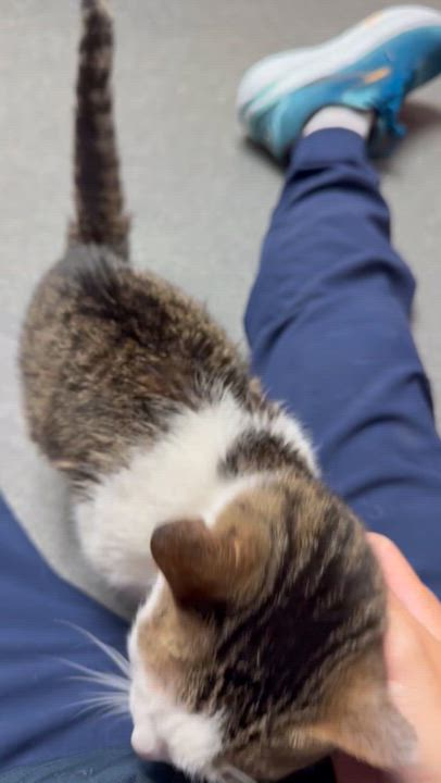 Enlarge zzCourtesy listing for Julie at North Regent Animal Clinic, a Adoptable Domestic Short Hair in New Rochelle, NY video 4/4