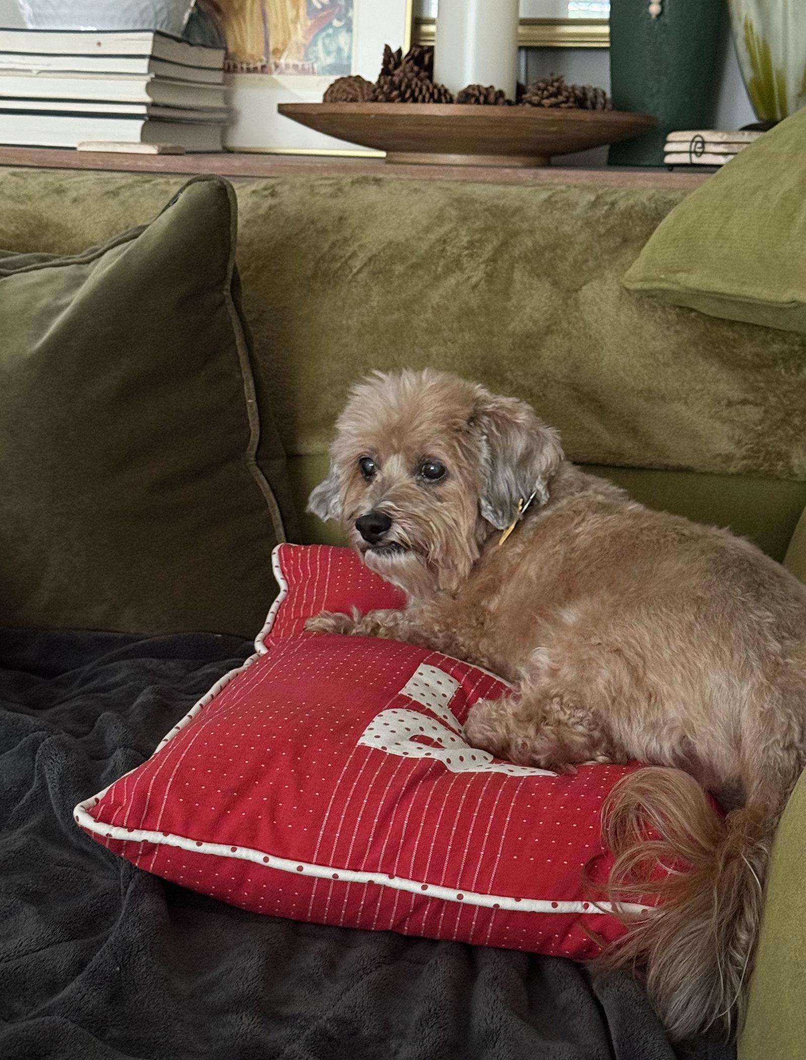 Dandie - OS, Adopted, Senior Male Lhasa Apso & Terrier.