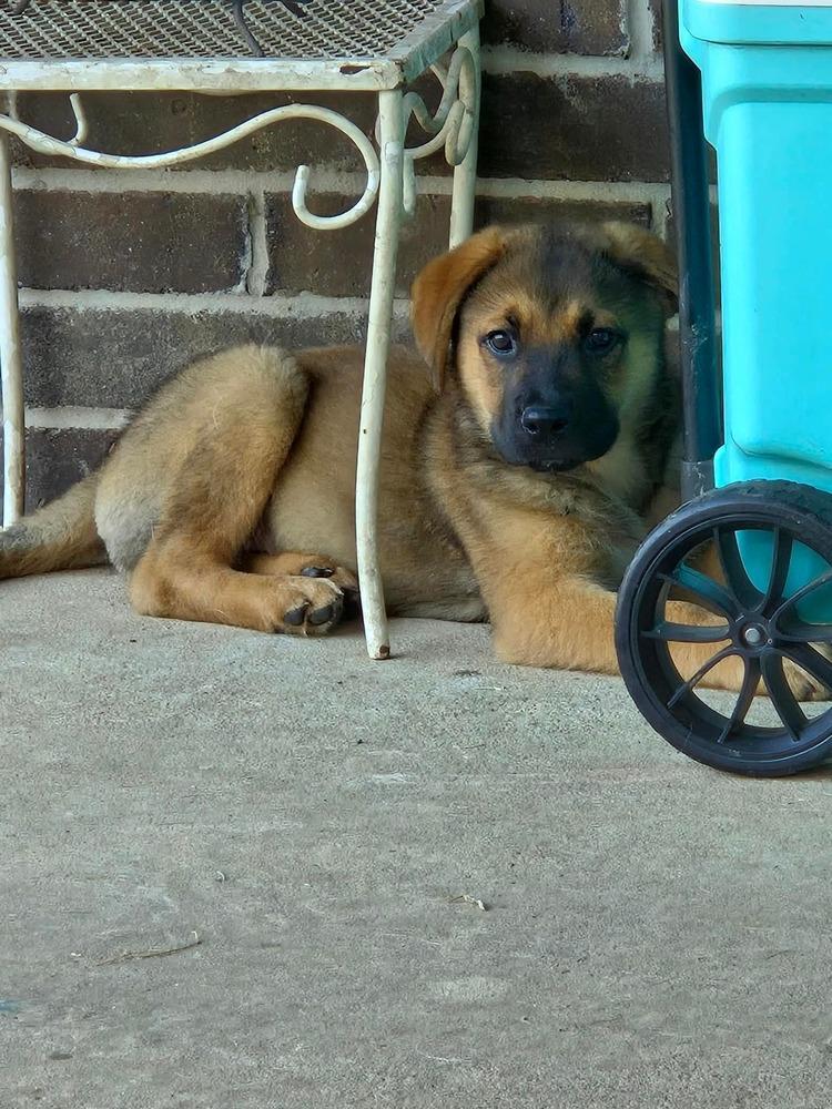 Enlarge Eddie, a Adoptable mixed breed in Saugus, MA image 5/6
