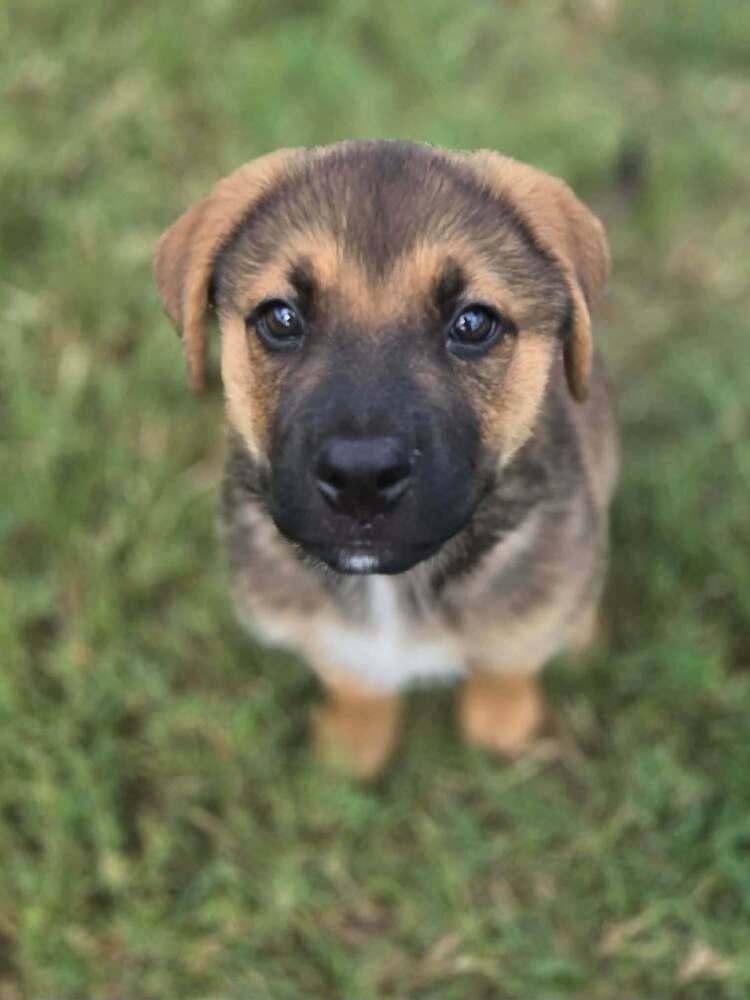 Enlarge Eddie, a Adoptable mixed breed in Saugus, MA image 6/6