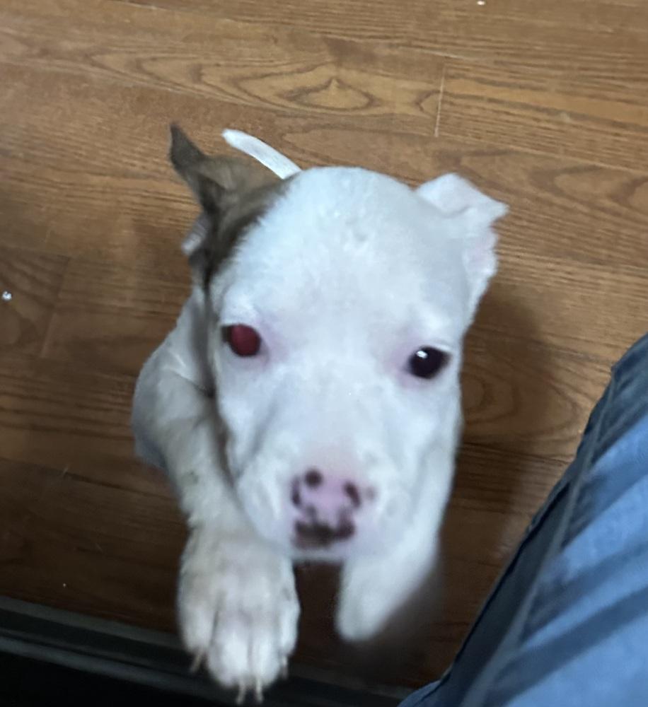 Enlarge Penelope, a Adoptable mixed breed in Ellijay, GA image 1/6