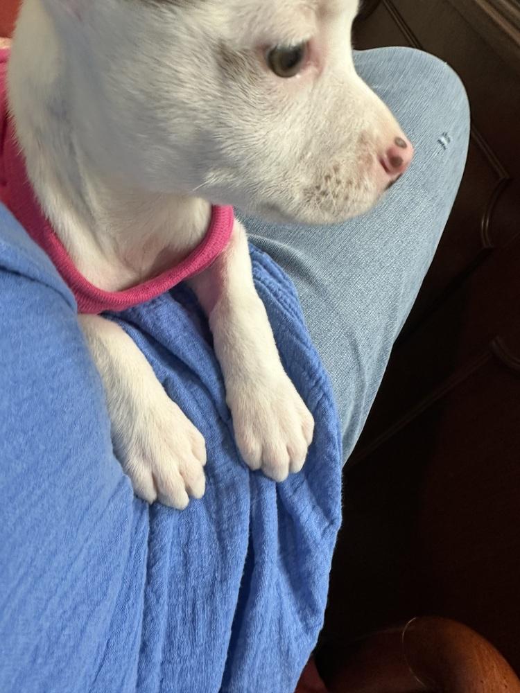 Enlarge Penelope, a Adoptable mixed breed in Ellijay, GA image 3/6