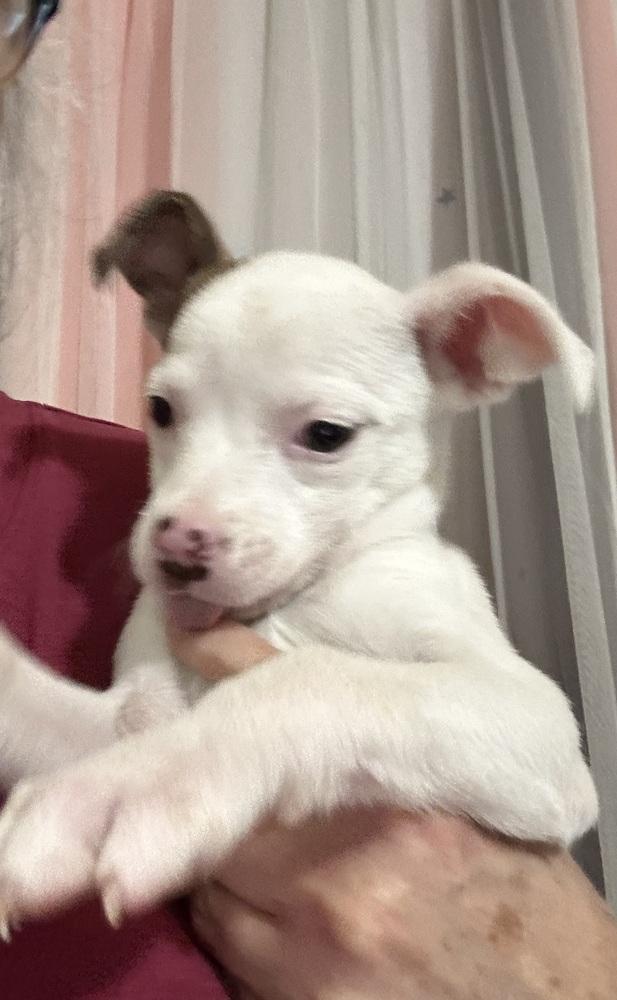Enlarge Penelope, a Adoptable mixed breed in Ellijay, GA image 4/6