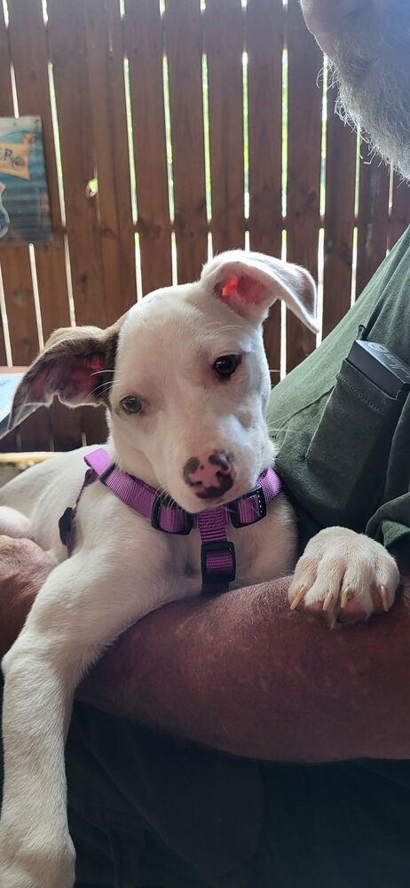 Enlarge Penelope, a Adoptable mixed breed in Ellijay, GA image 5/6