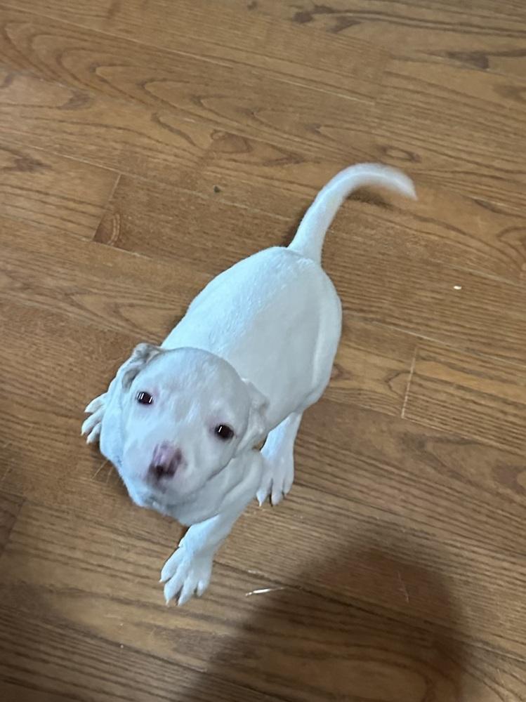 Enlarge Penelope, a Adoptable mixed breed in Ellijay, GA image 6/6