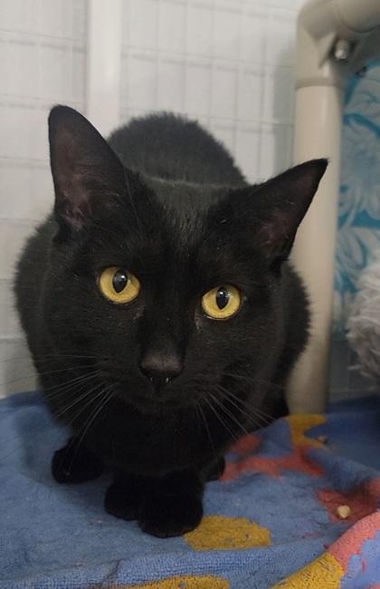 Freida, Adoptable, Adult Female Domestic Short Hair & Domestic Short Hair.