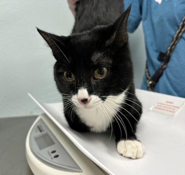 Enlarge Dr Pepper, a Adoptable mixed breed in Sioux City, IA image 1/2